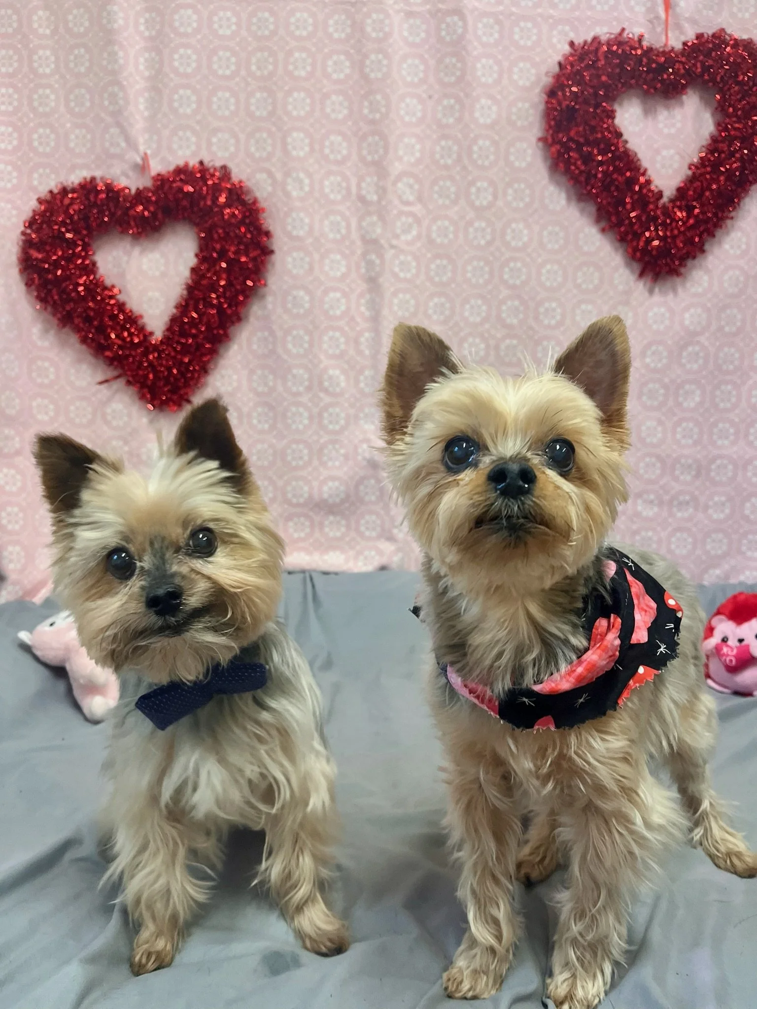 Valentine's Day 2025 