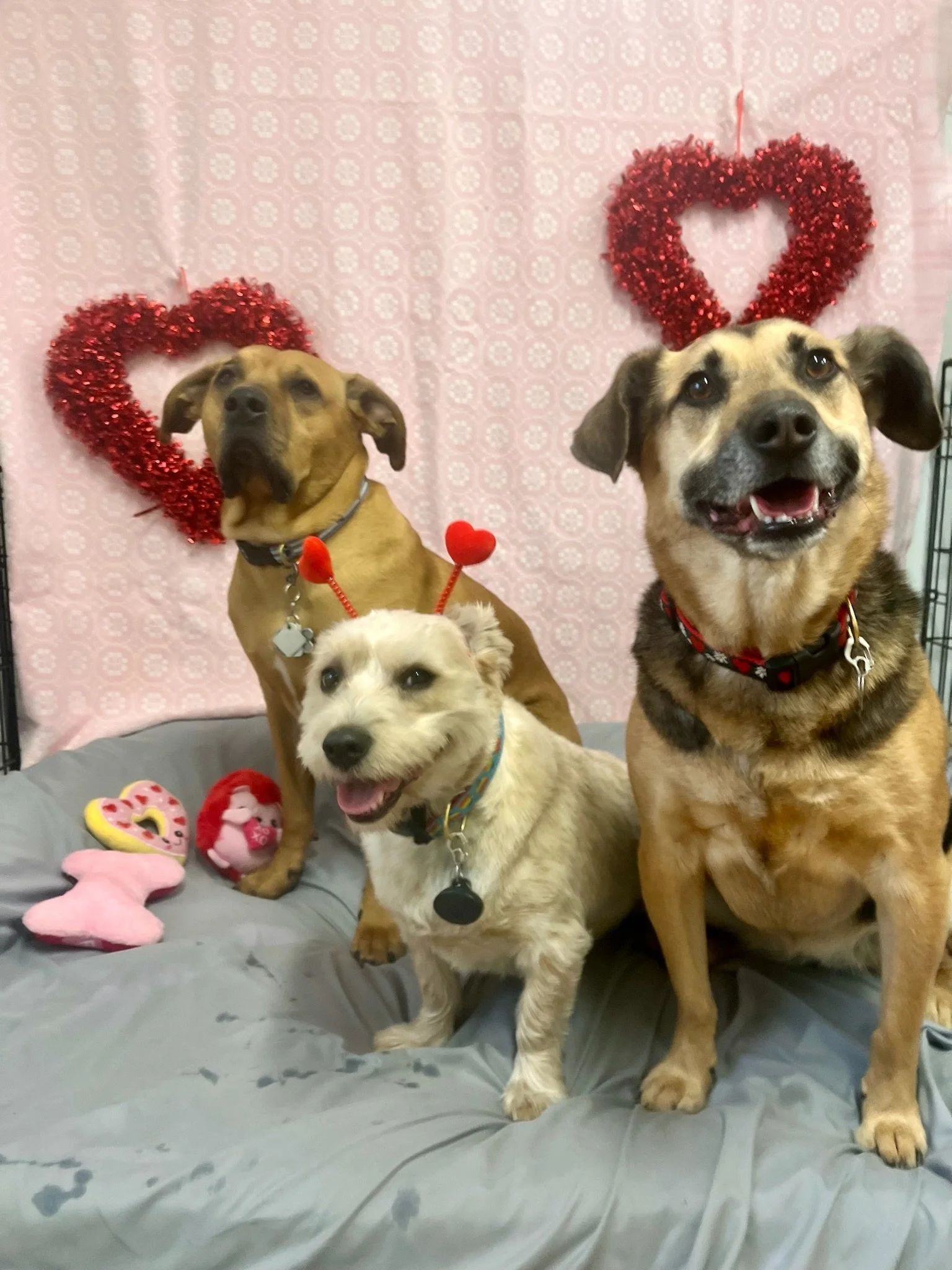 Valentine's Day 2025 