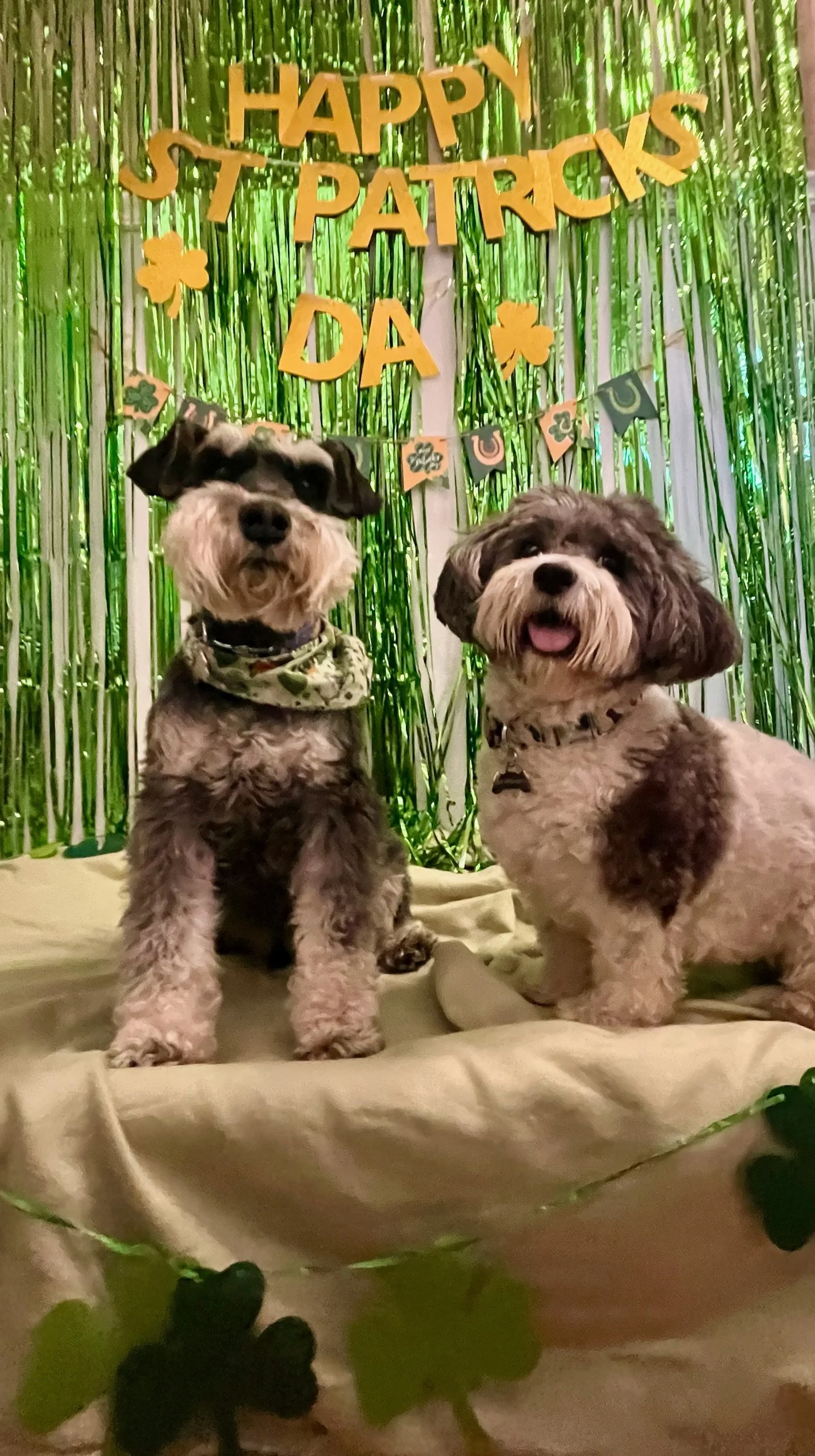 St. Patrick's Day 2025 