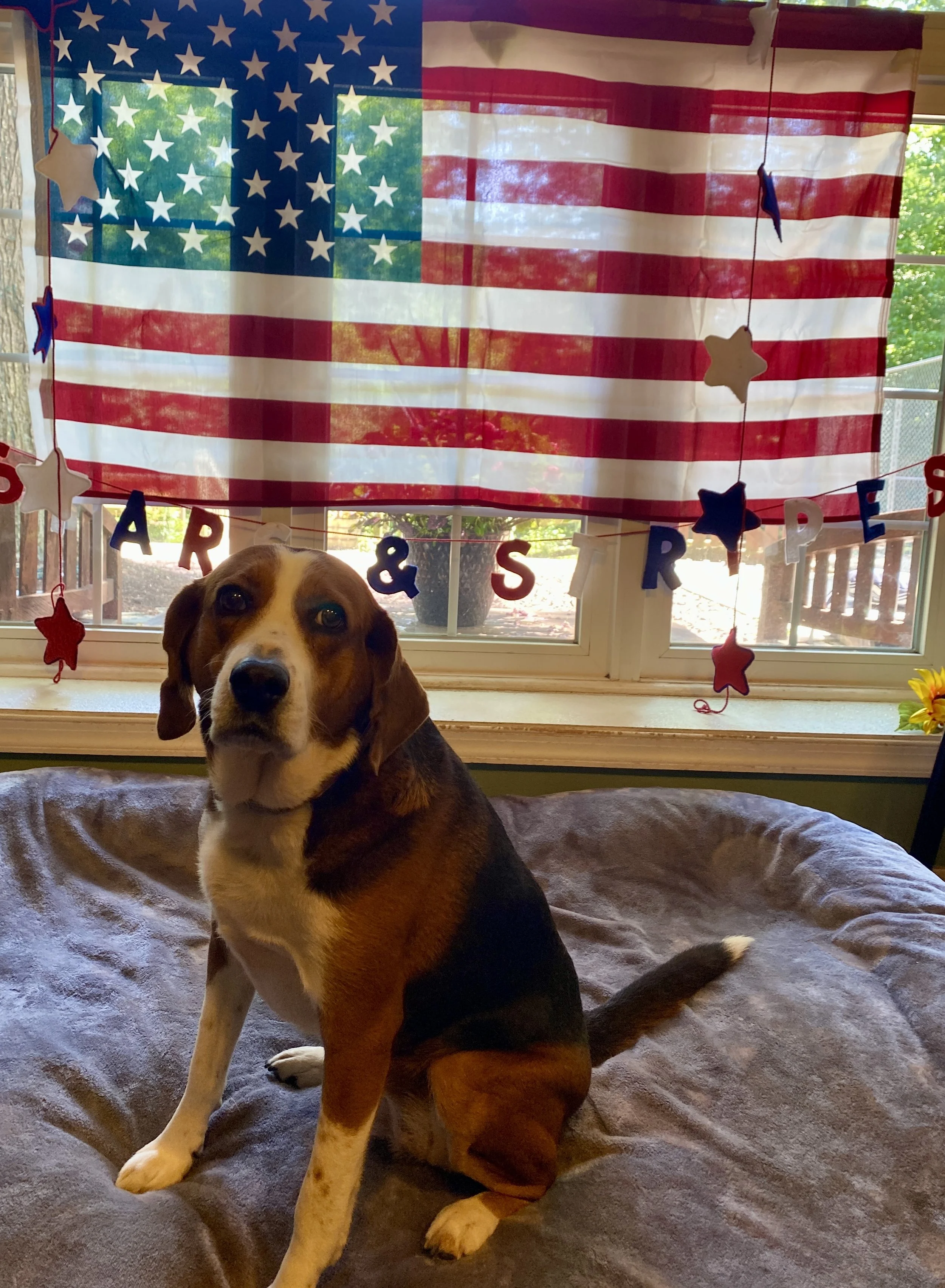 Independence Day 2025 