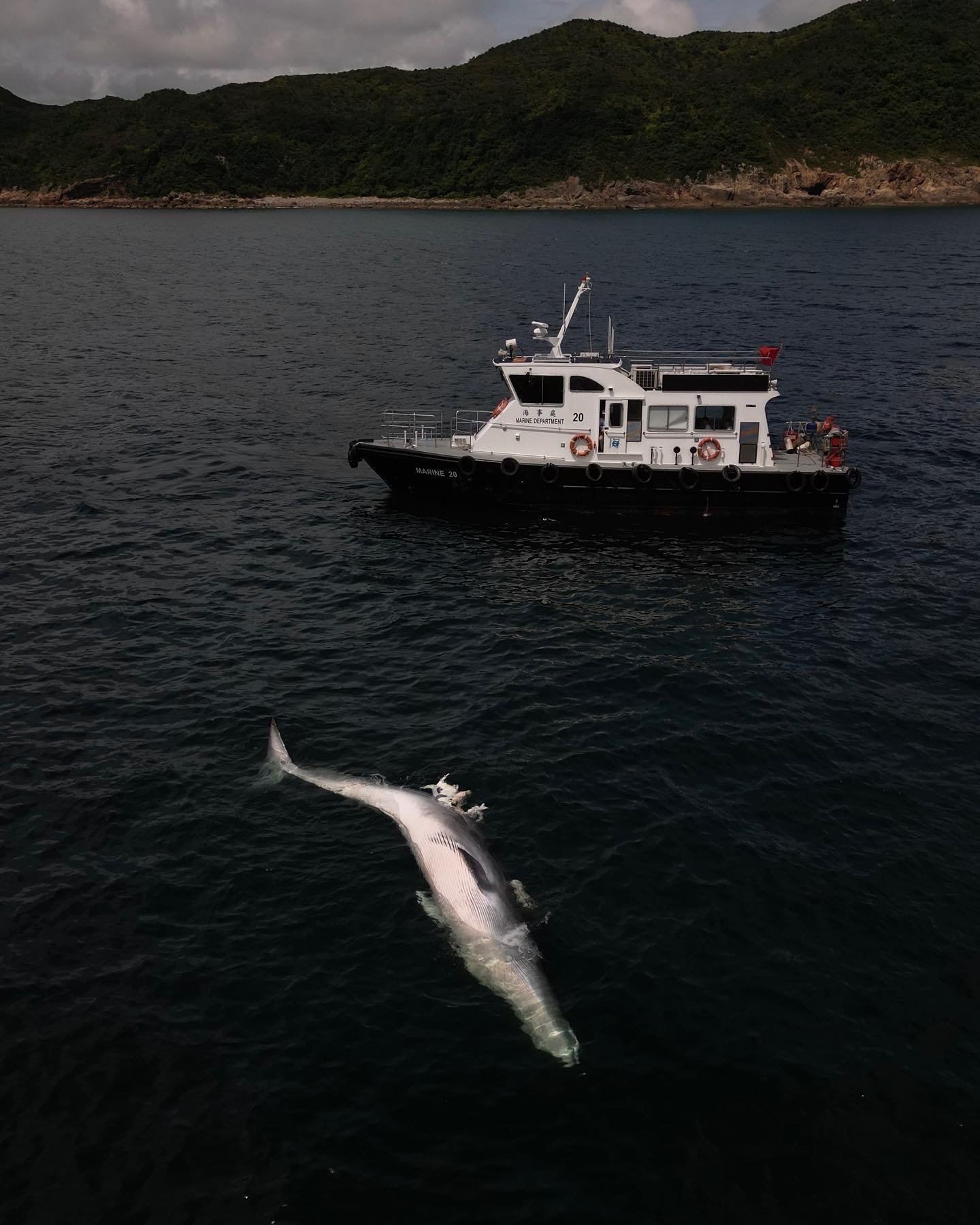 A whale carcass found drifting off Shelter Island in Hong Kong&rsquo;s Sai Kung waters on July 31, 2023. @scmpnews