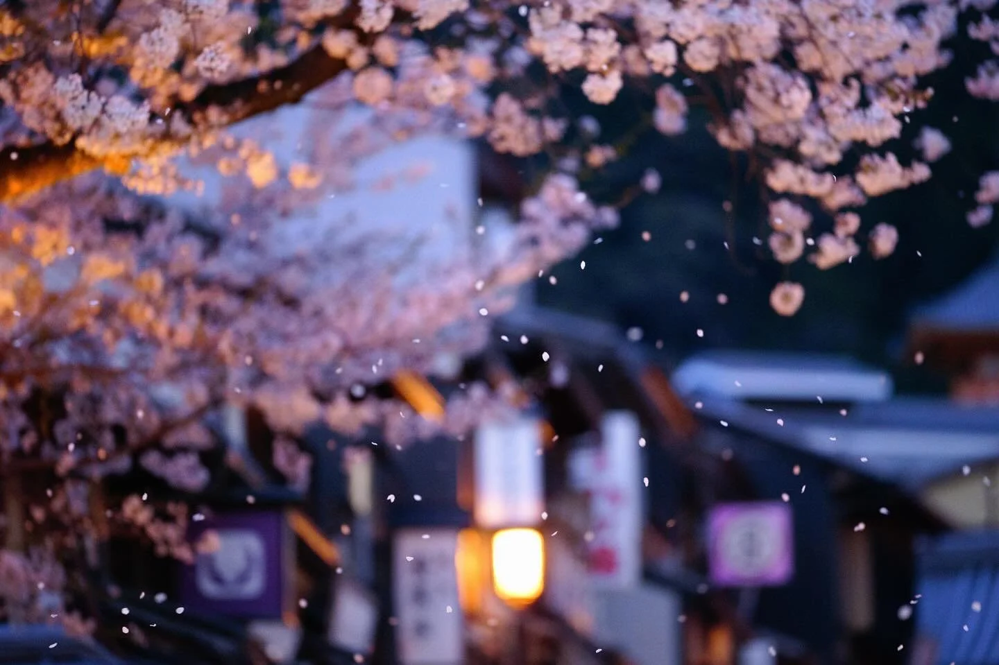 Sakura petals fall in Kyoto, Japan on April 10, 2024. 

#sigma #sigmafp #travelgram #visitjapanhknow