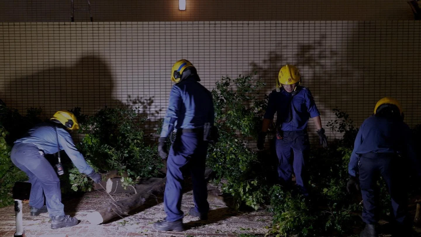 Completing a row of yellow headgear👷🏻:
A band of firefighters remove branches of a giant weeping fig fallen during #TyphoonSaola in Causeway Bay on September 2, 2023. 

#videojournalism #motionpictureperfect #lumixs5iix #lumix
#capturehongkong #dis