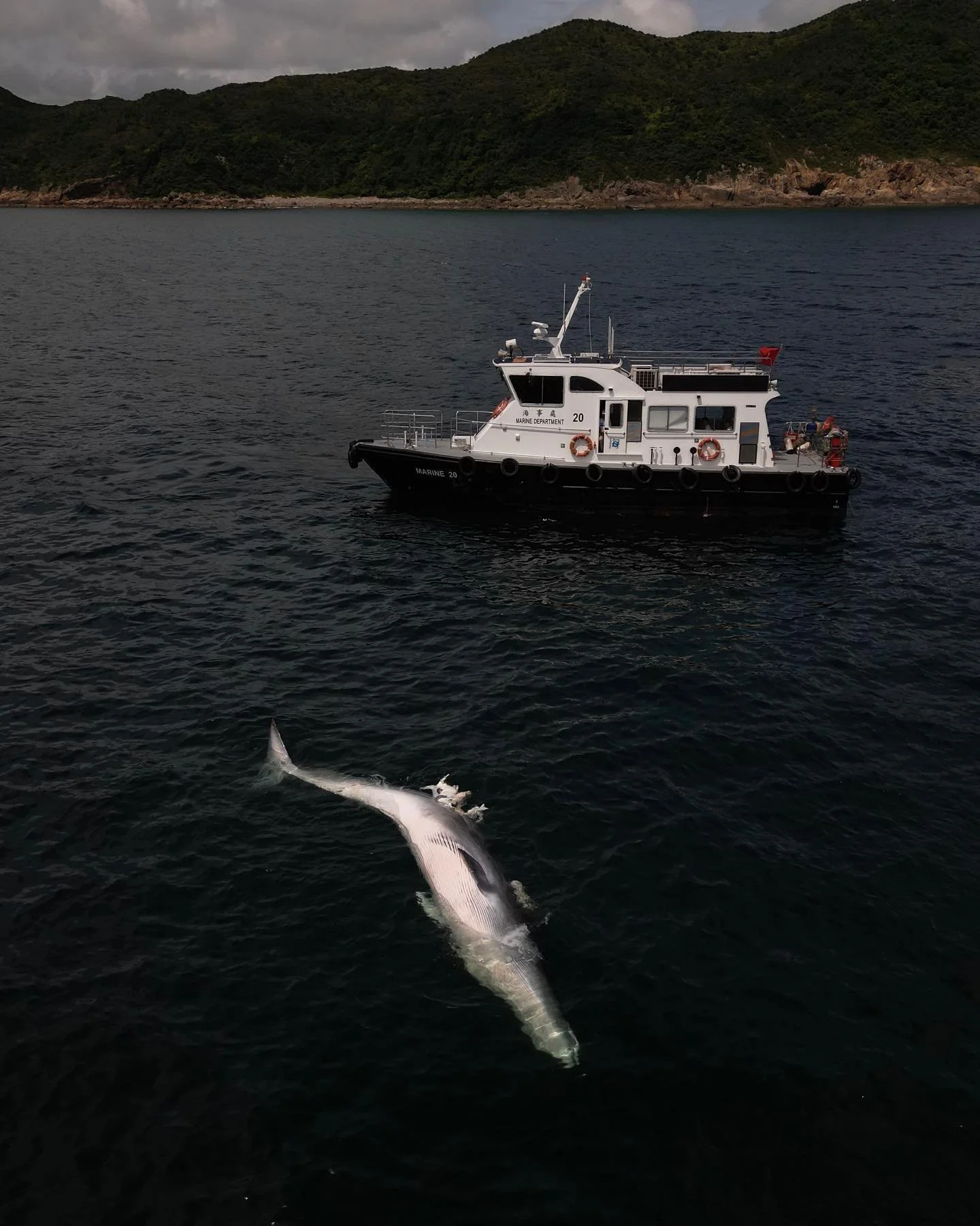 A whale carcass found drifting off Shelter Island in Hong Kong&rsquo;s Sai Kung waters on July 31, 2023. @scmpnews