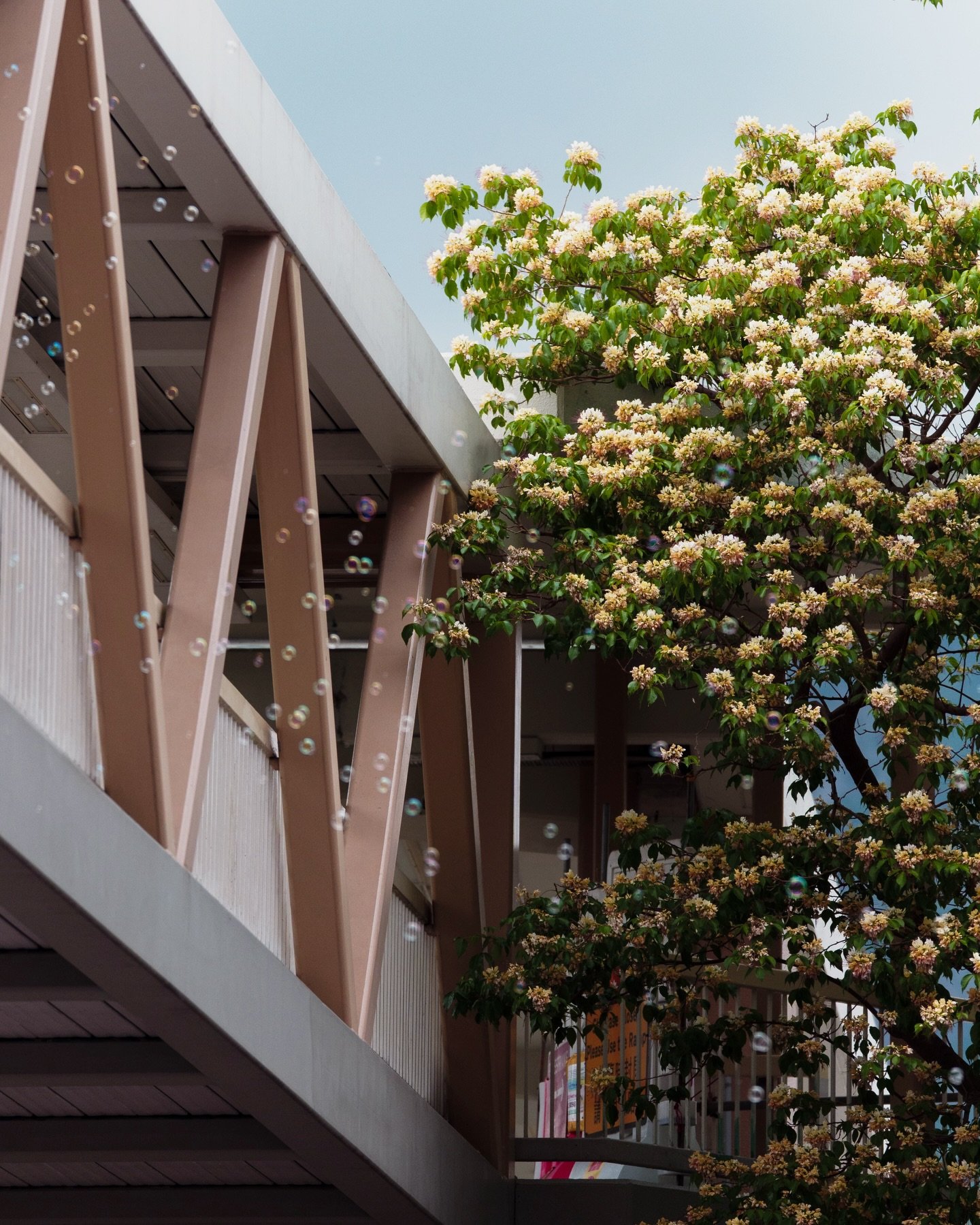 Dreaming of spider trees. 🫧

#遍地魚木 #homekong 
#lumix #sigma #discoverhongkong