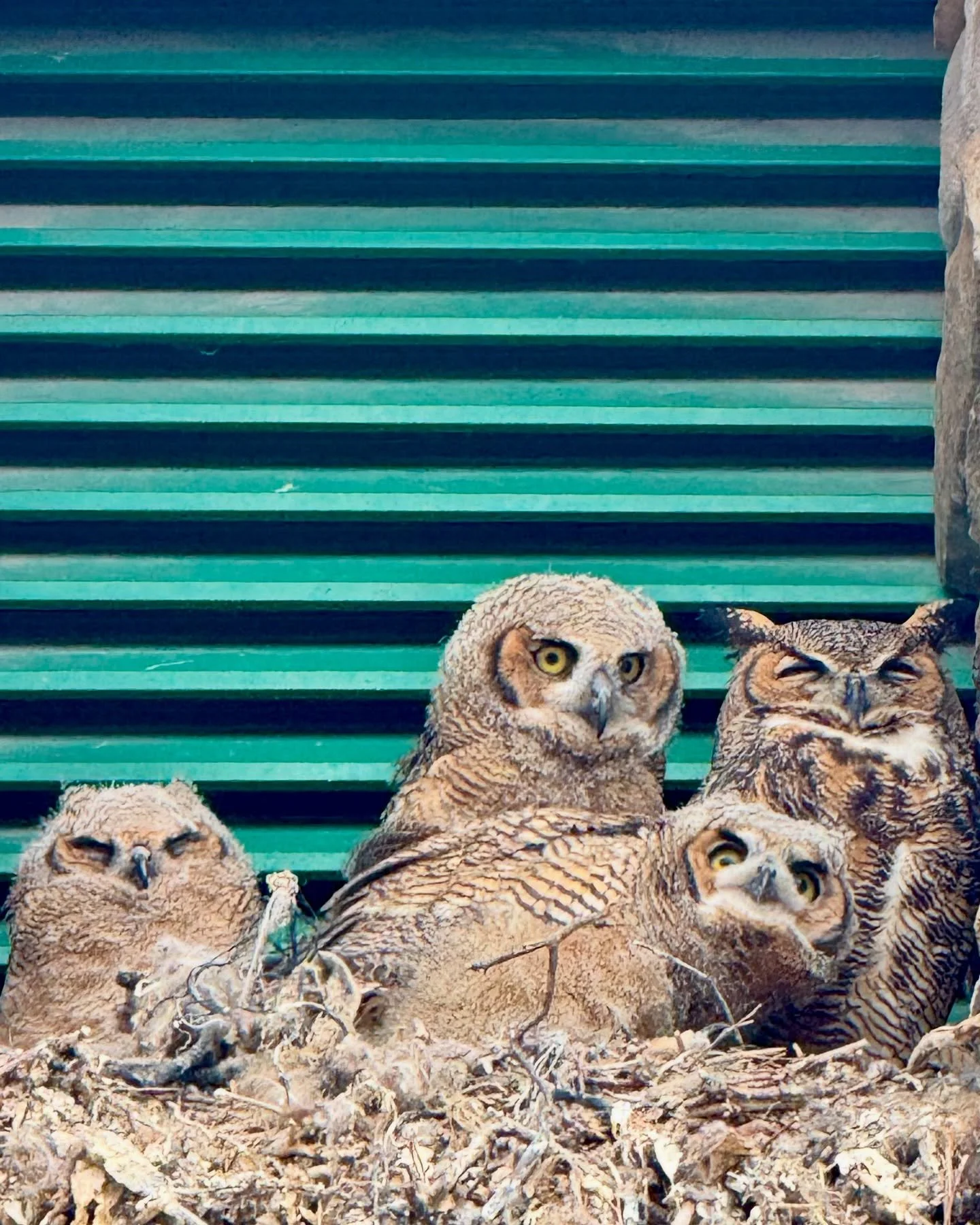 A family of great horned owls found their spot in a roof structure of a shopping center.  A mother and her three little (big!) owlets. 🦉
⁣⁣⁣#owl #owllove #greathornedowl #natgeoyourshot #inspiredbynature #yourshotphotgrapher