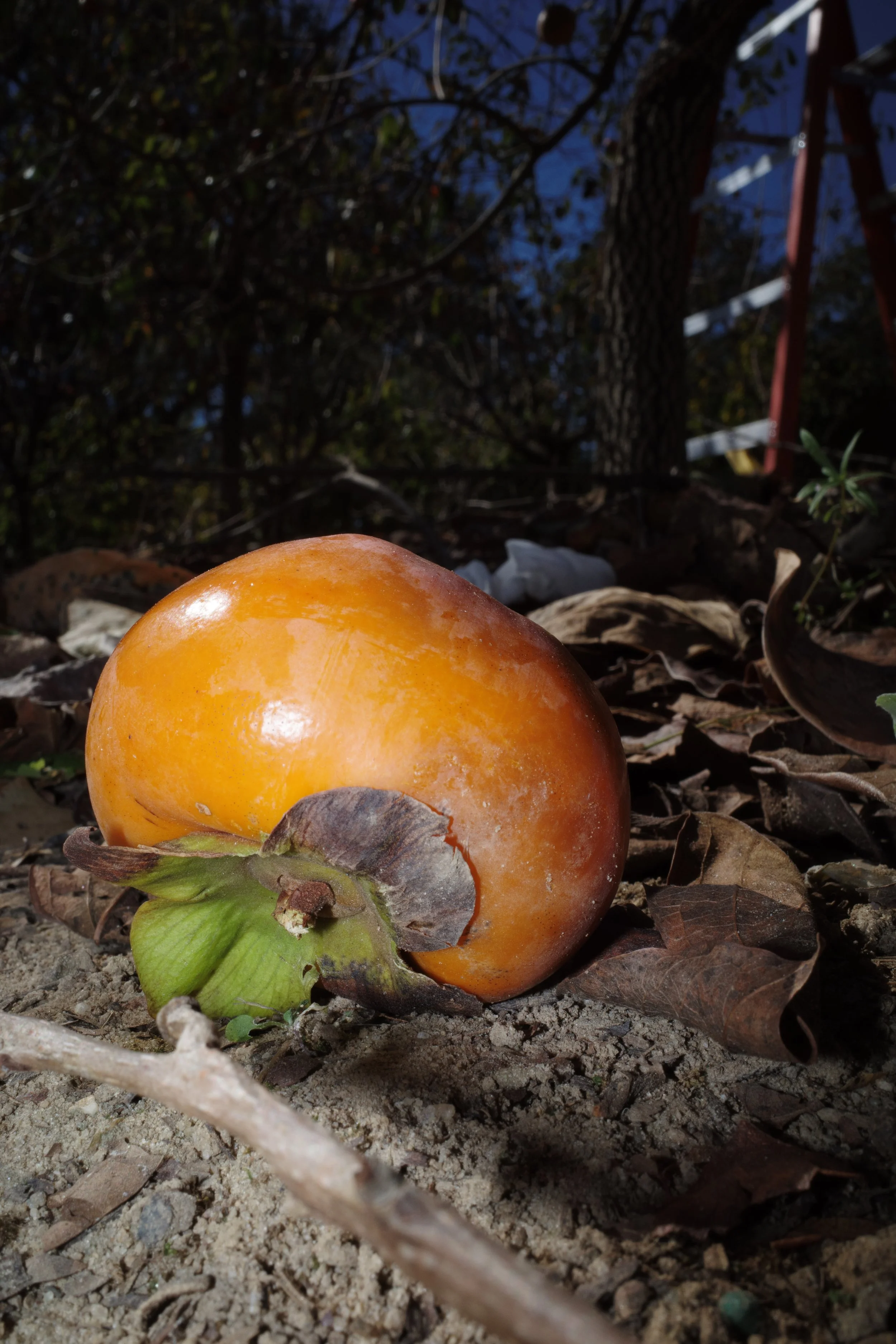 10/28/2026 | Persimmon (Down) | Wetumpka, AL