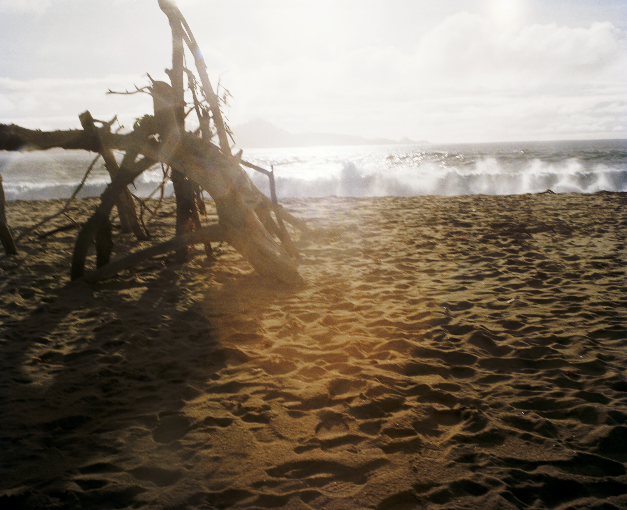 Delgadotreebranchbeach 001.jpg