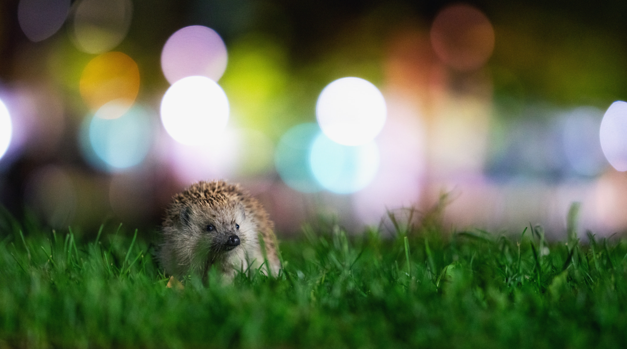 Urban Hedgehog