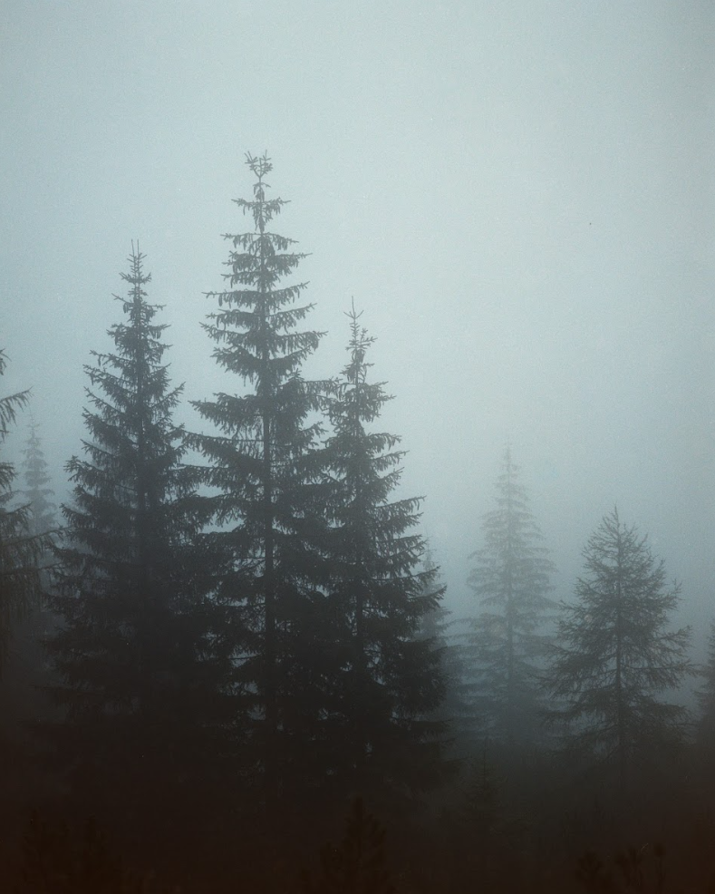 Foggy trees