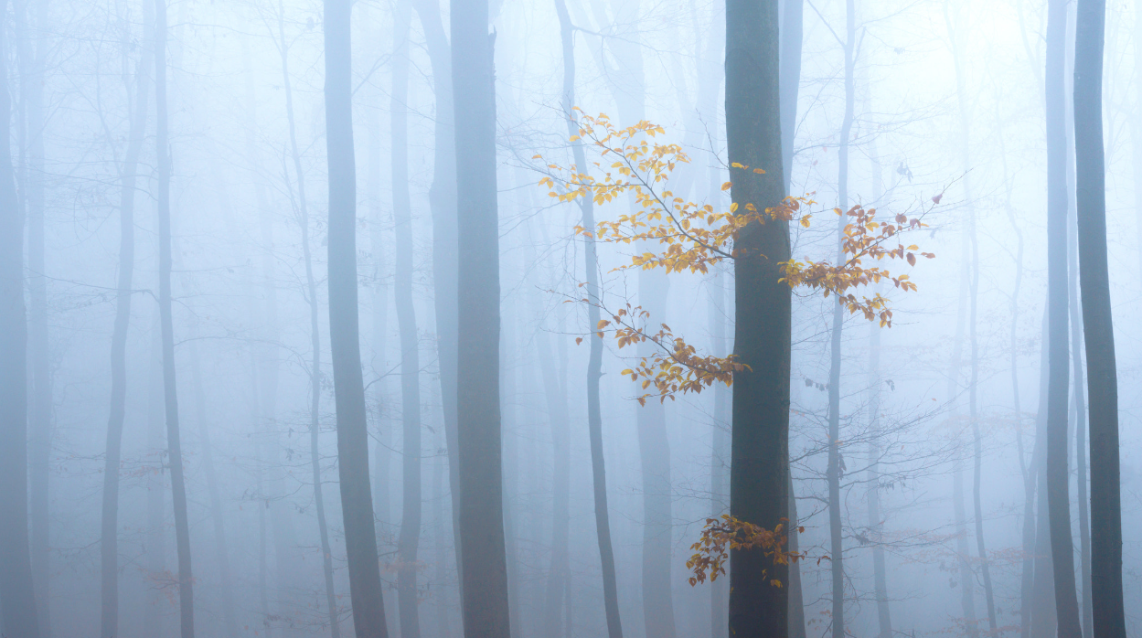 Autumn silk