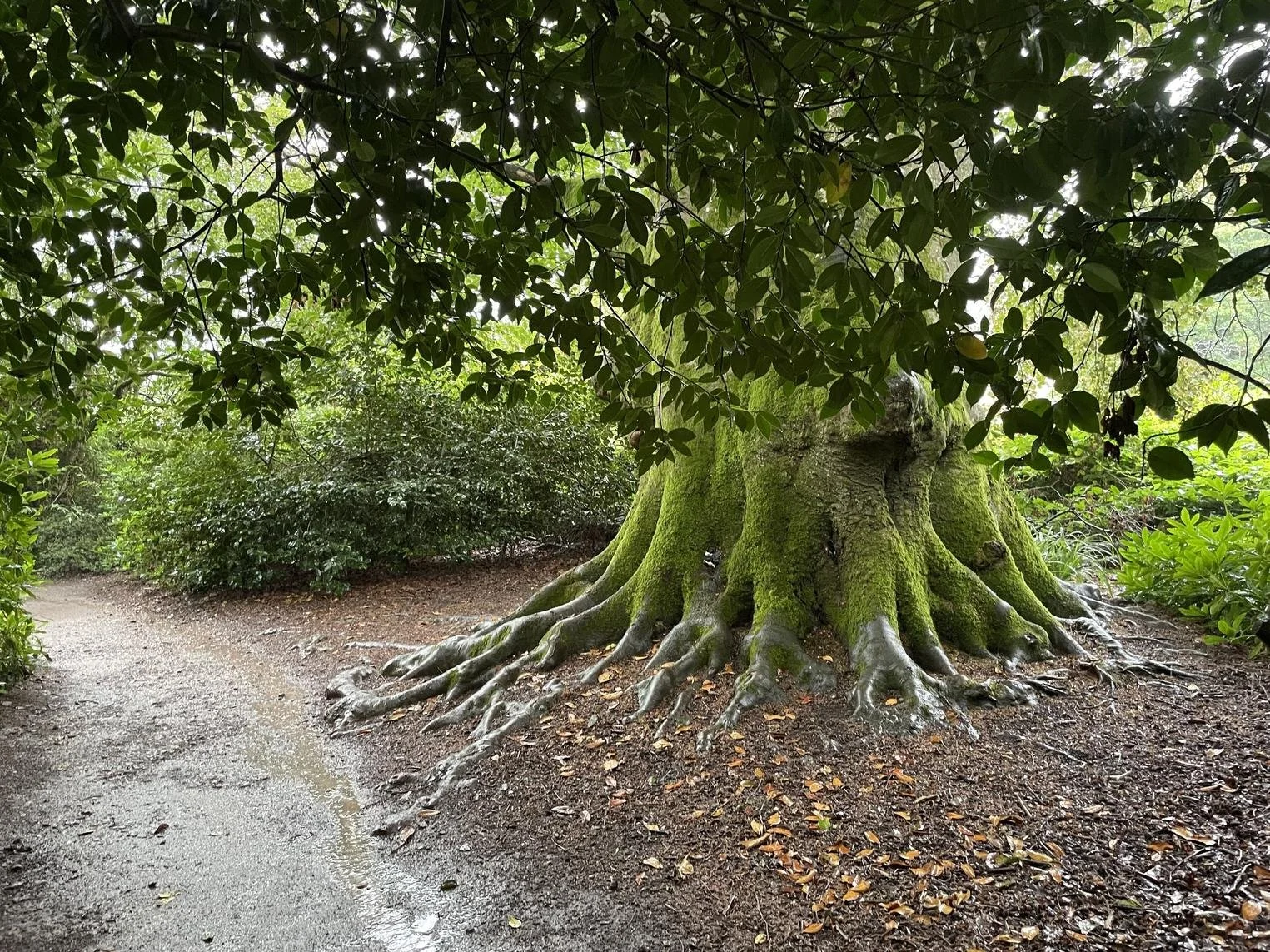 Nature-based coaching session with Jane Woods outdoors in Dorset