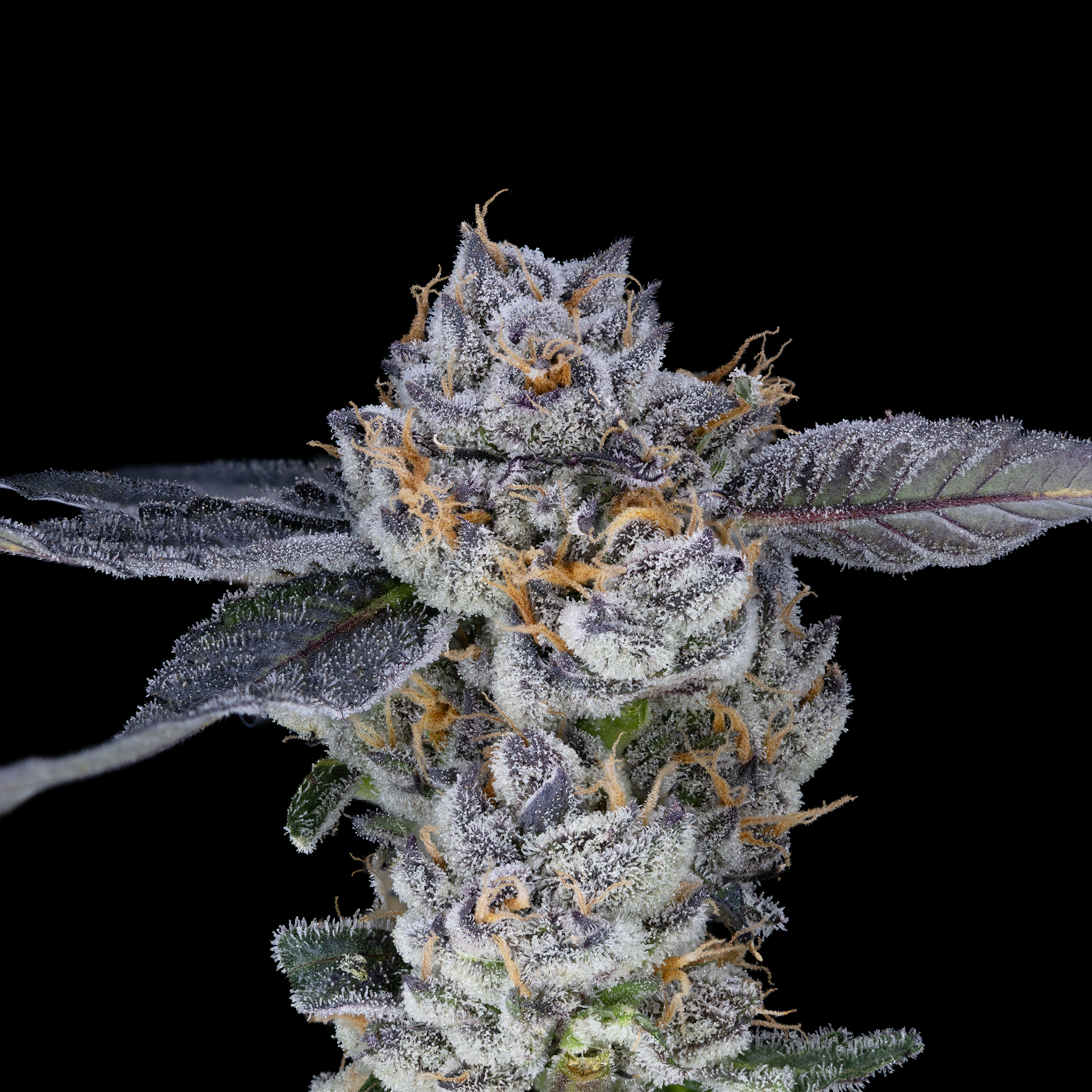 cream+smoothie+.webp