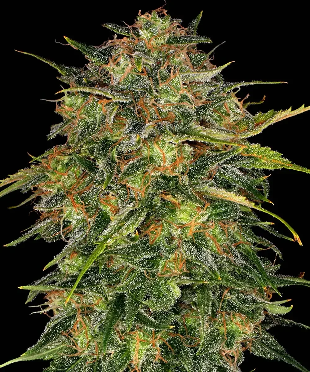 barney's farm cheese.webp