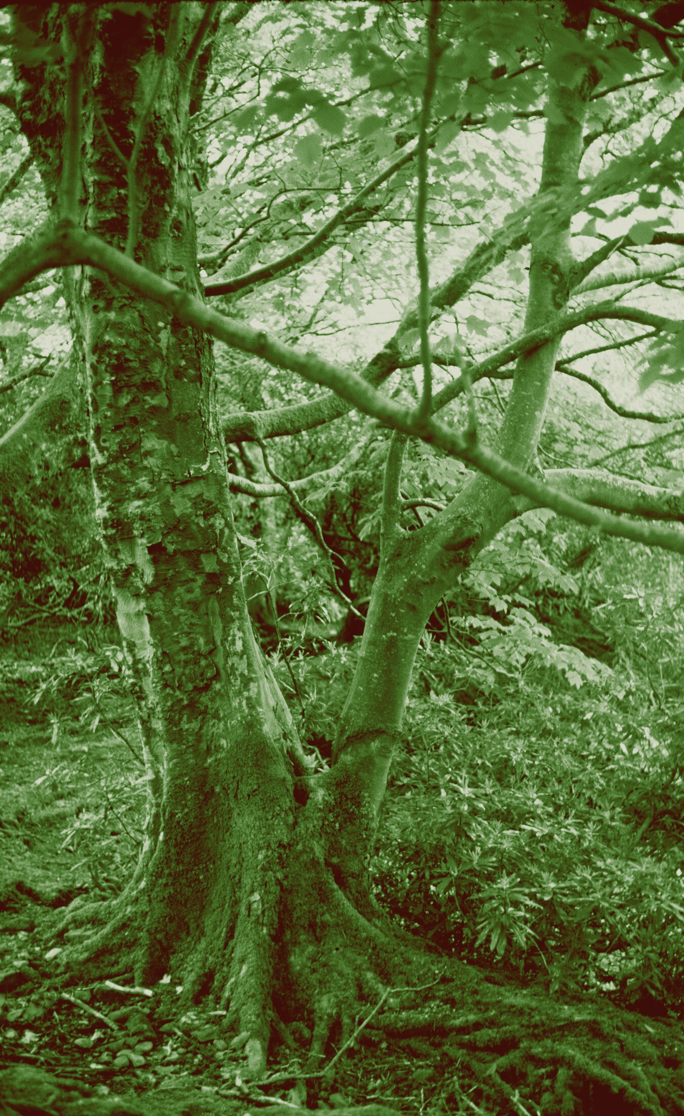 ire13X19_0004_Layer-8-copy.jpg