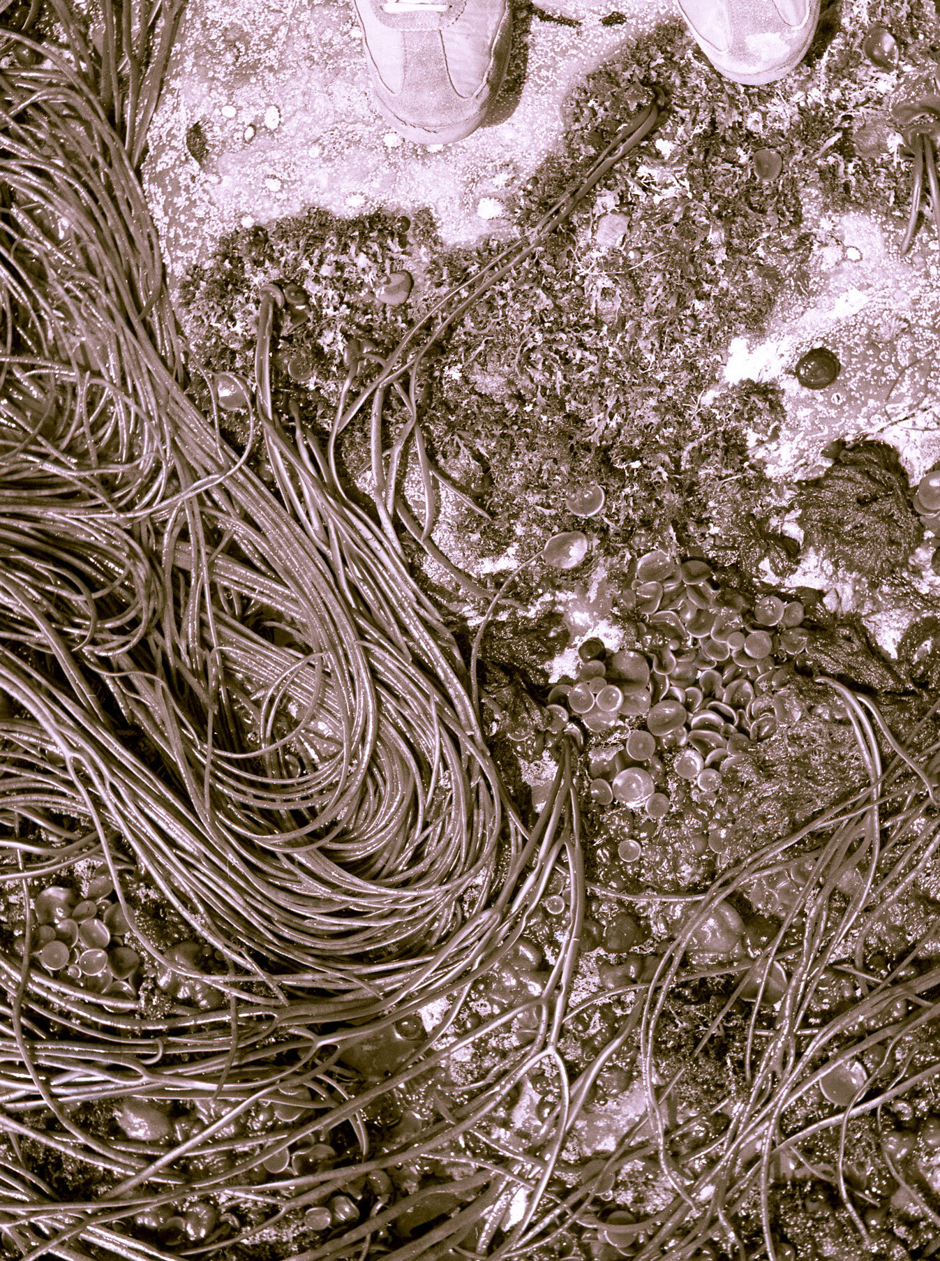 ire11X14_0006_Layer-3.jpg