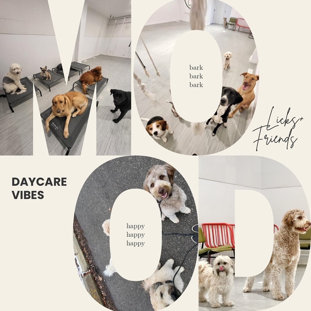 ❓Ever wish your dog would greet guests with wagging tails instead of barking frenzies? 🐶✨ 
🔑 Daycare at @kyondogdaycare and training with @julianbronk is the key to unlocking better behavior and happier pups! 

✅ Check out these paw-sitive benefits