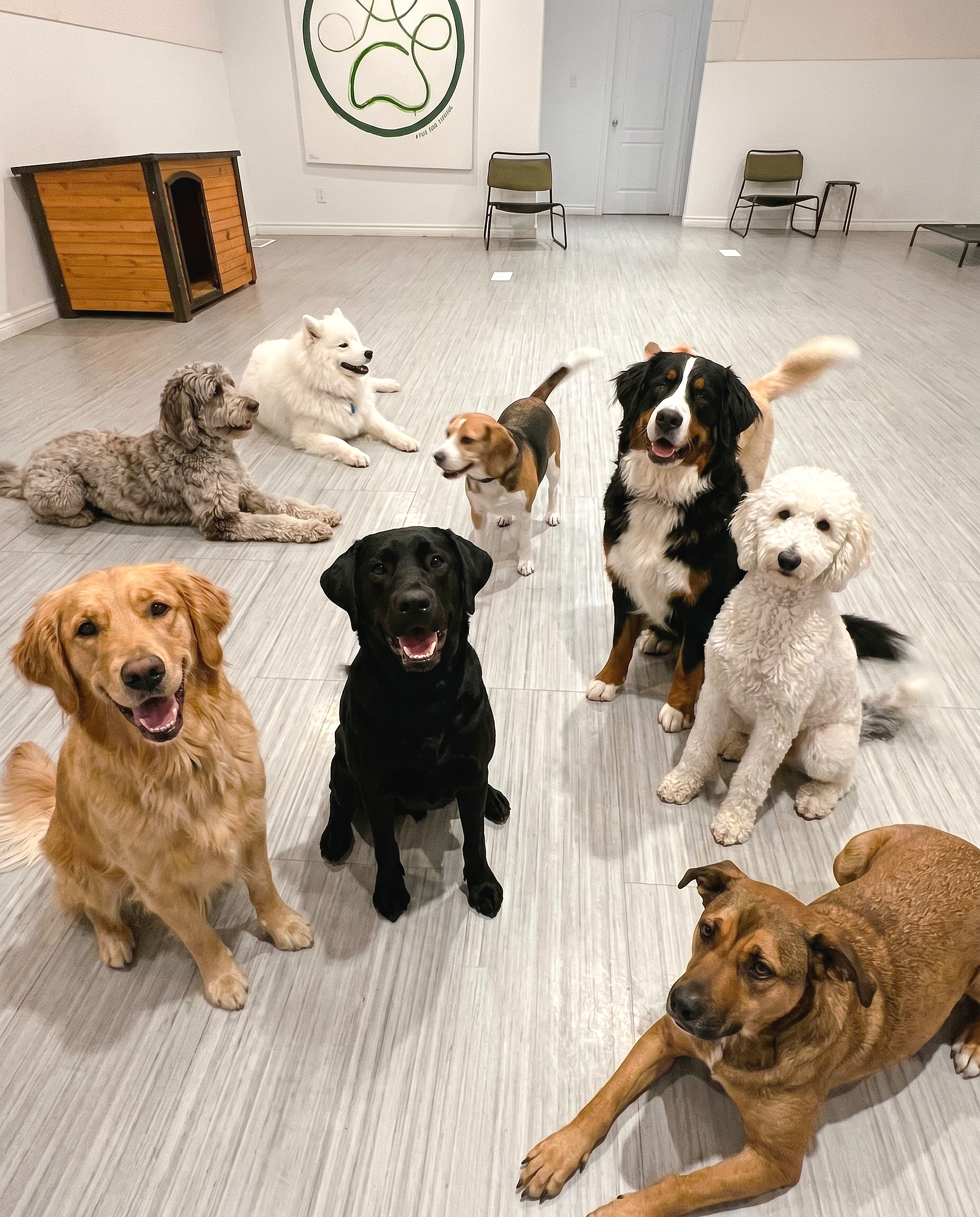 group of 8 happy dogs playing in a bright modern clean dog daycare space in Leaside, Toronto. Near new Laird Eglinton LRT stop