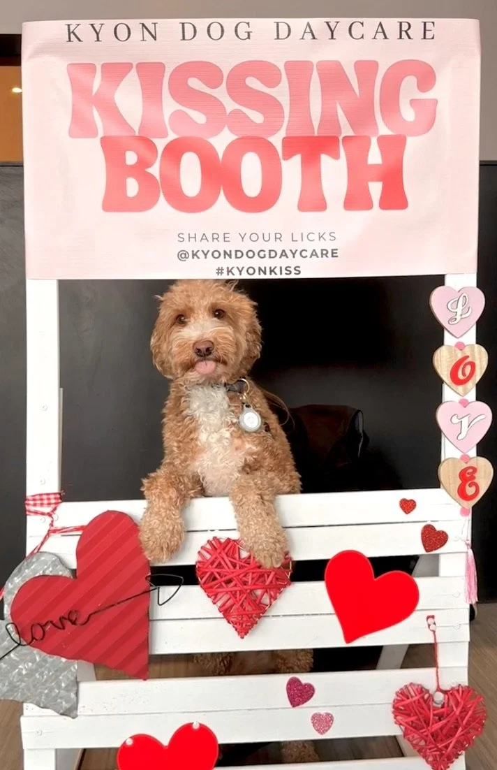 Toronto's top dog daycare. Leaside dog daycare. Toronto mid-town dog daycare. Top dog daycare Toronto. KYON Dog Daycare dogs playing.