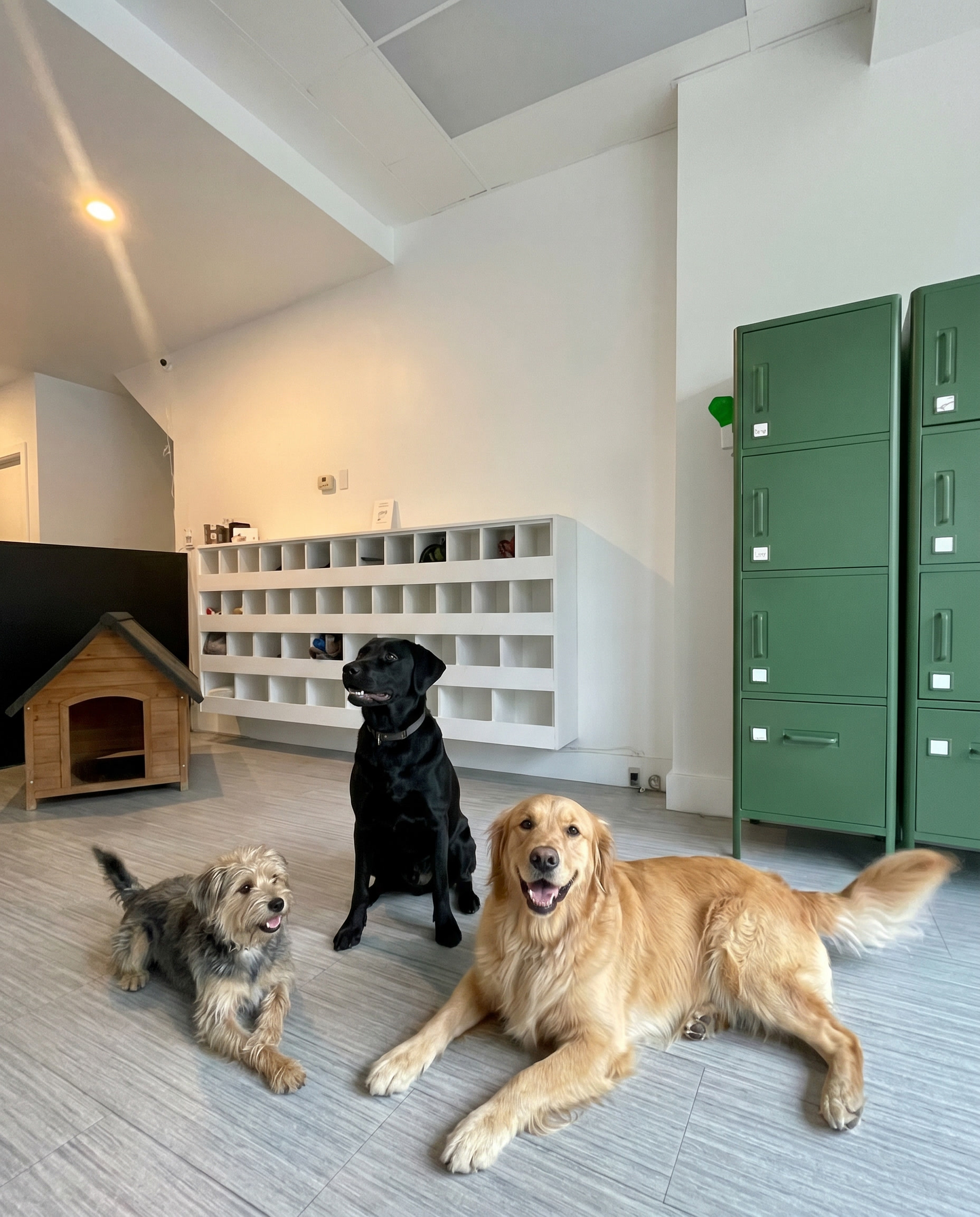 Toronto top dog daycares KYON Dog Daycare storefront front area. Toronto dogs enjoying daycare space. Interior Design by Studio Vieto