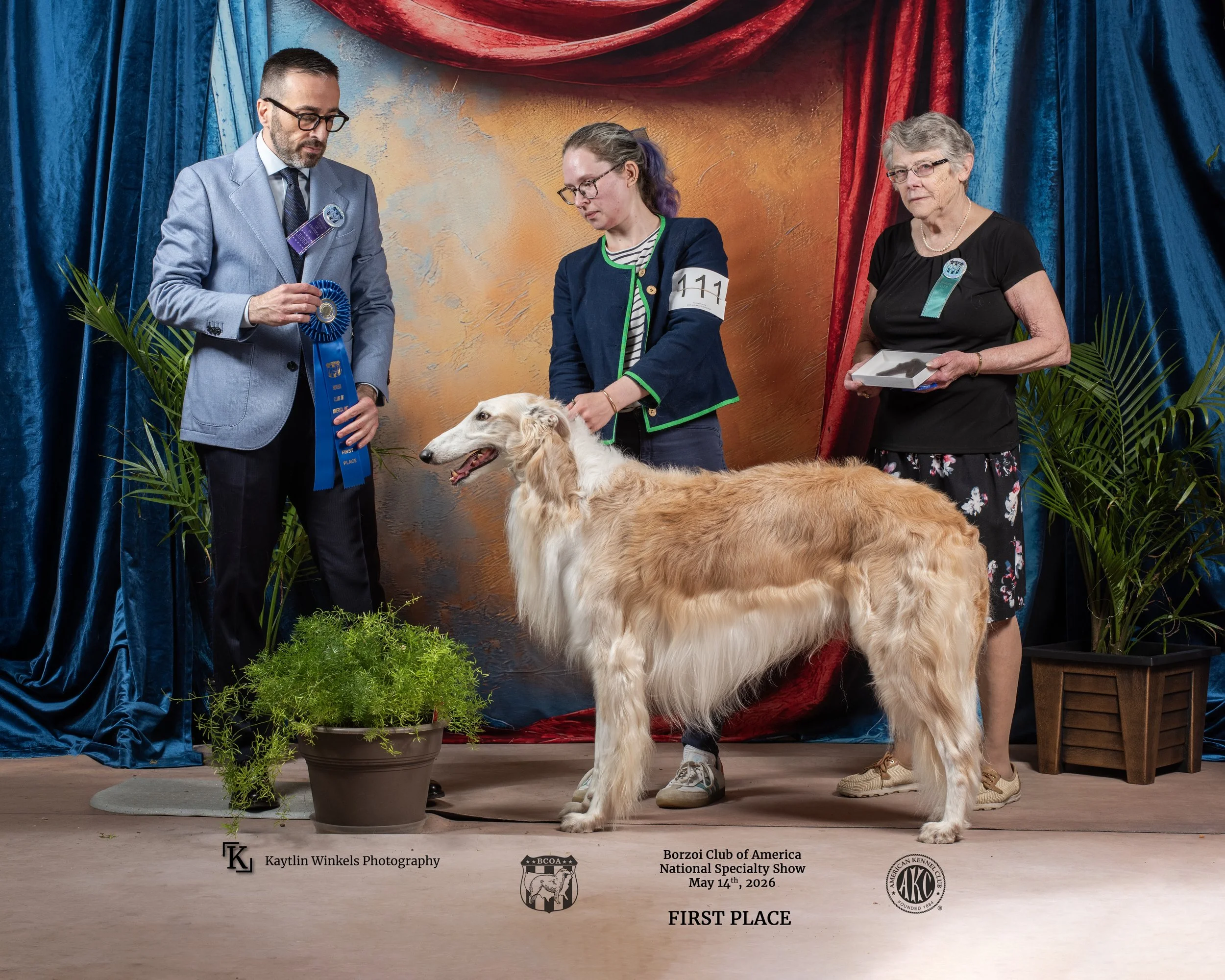 Silver wins first place in the American Bred Class at the 2026 BCOA National Specialty under judge Fausto Cavalieri.
