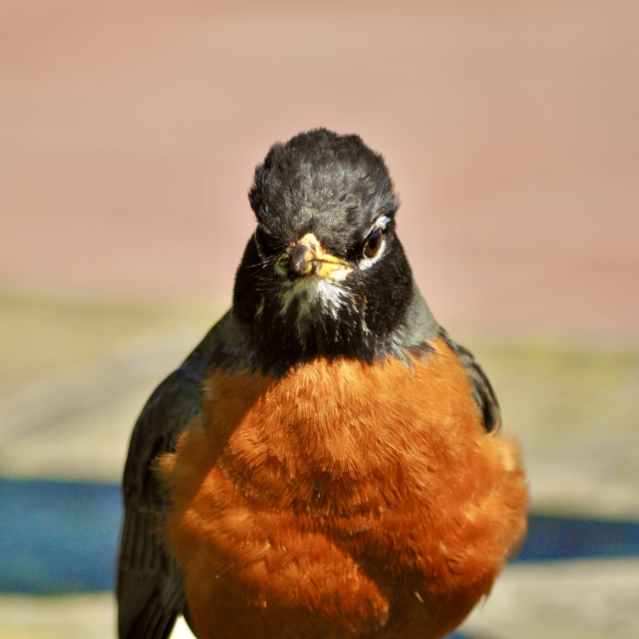 DSC_0699.jpeg