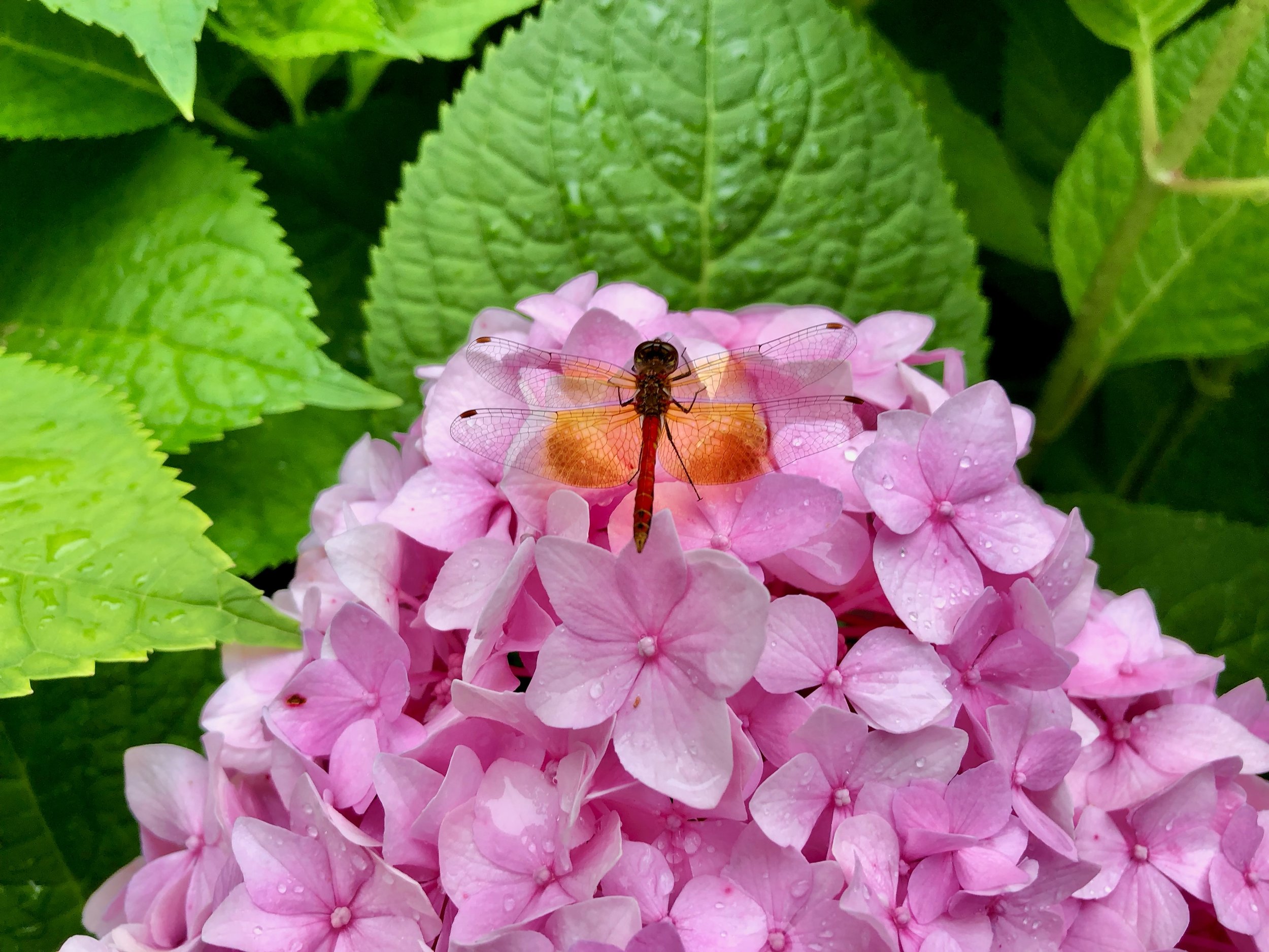 DragonflyHydrangea.jpeg