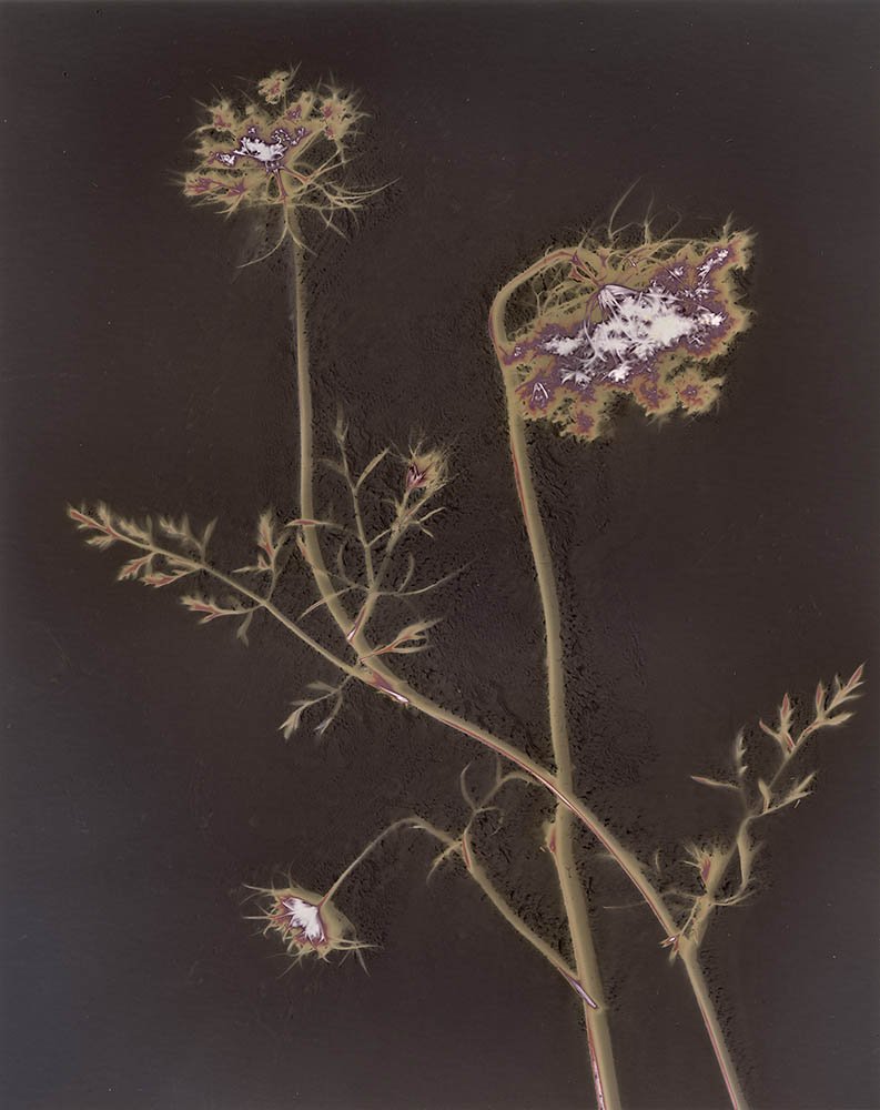 Queen Anne's Lace