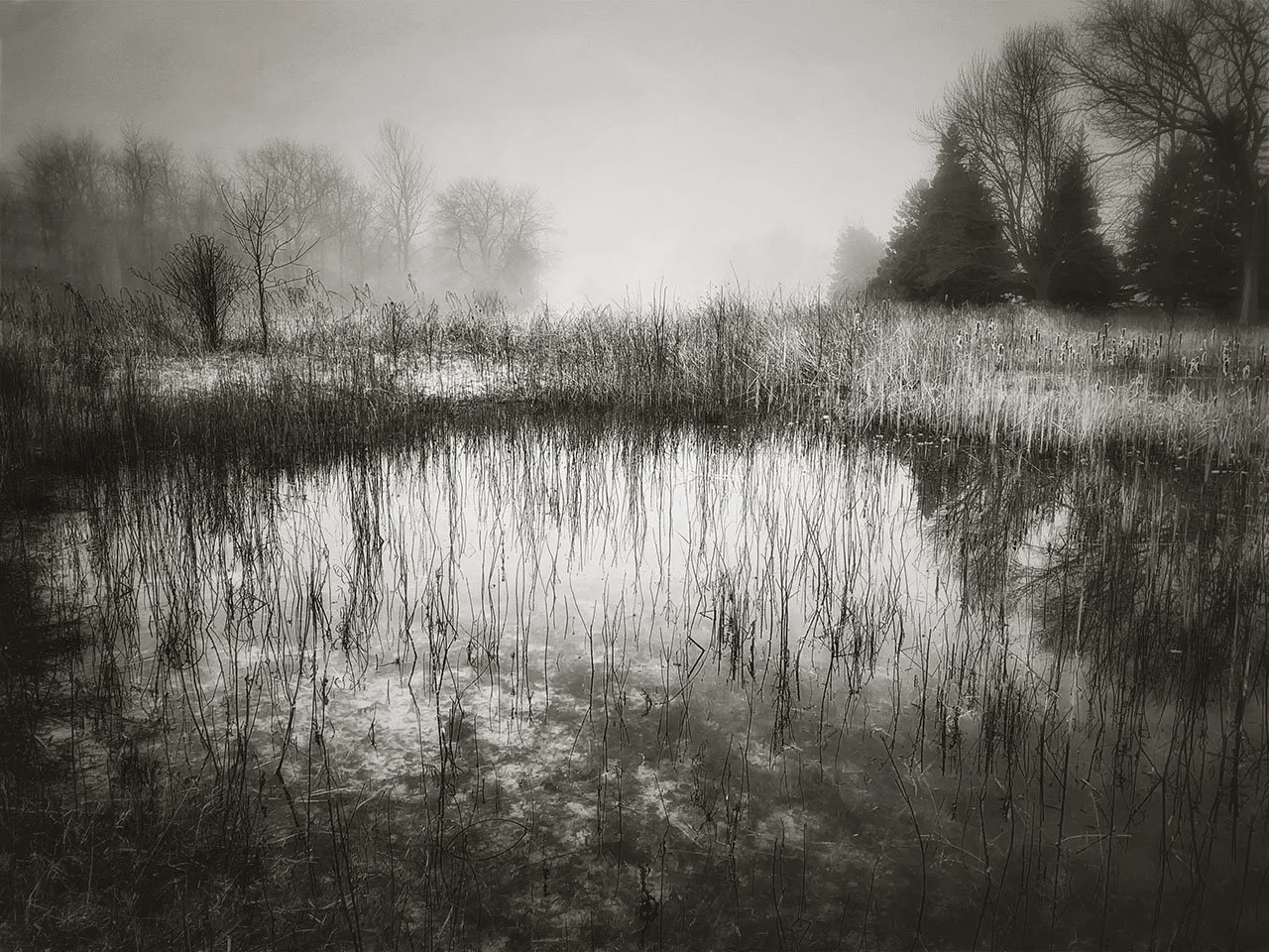 Forest Beach — Vicki Reed