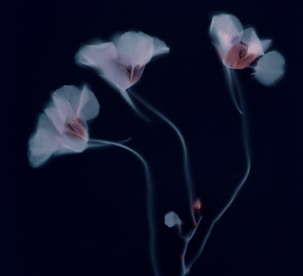Nasturtiums