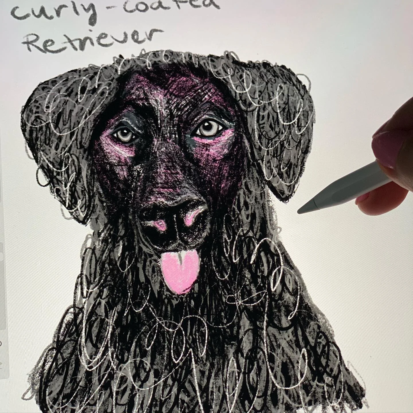 @dogsinaugust #curlycoatedretriever #curlycoatedretrieversofinstagram #curlycoatedretrievers #curls #curlsoncurls #pinkcurls #graffitistyle #scribbles #scribblesketch #dogsofinstagram #dogofthedayofficial #participationpost #drawingchallenge