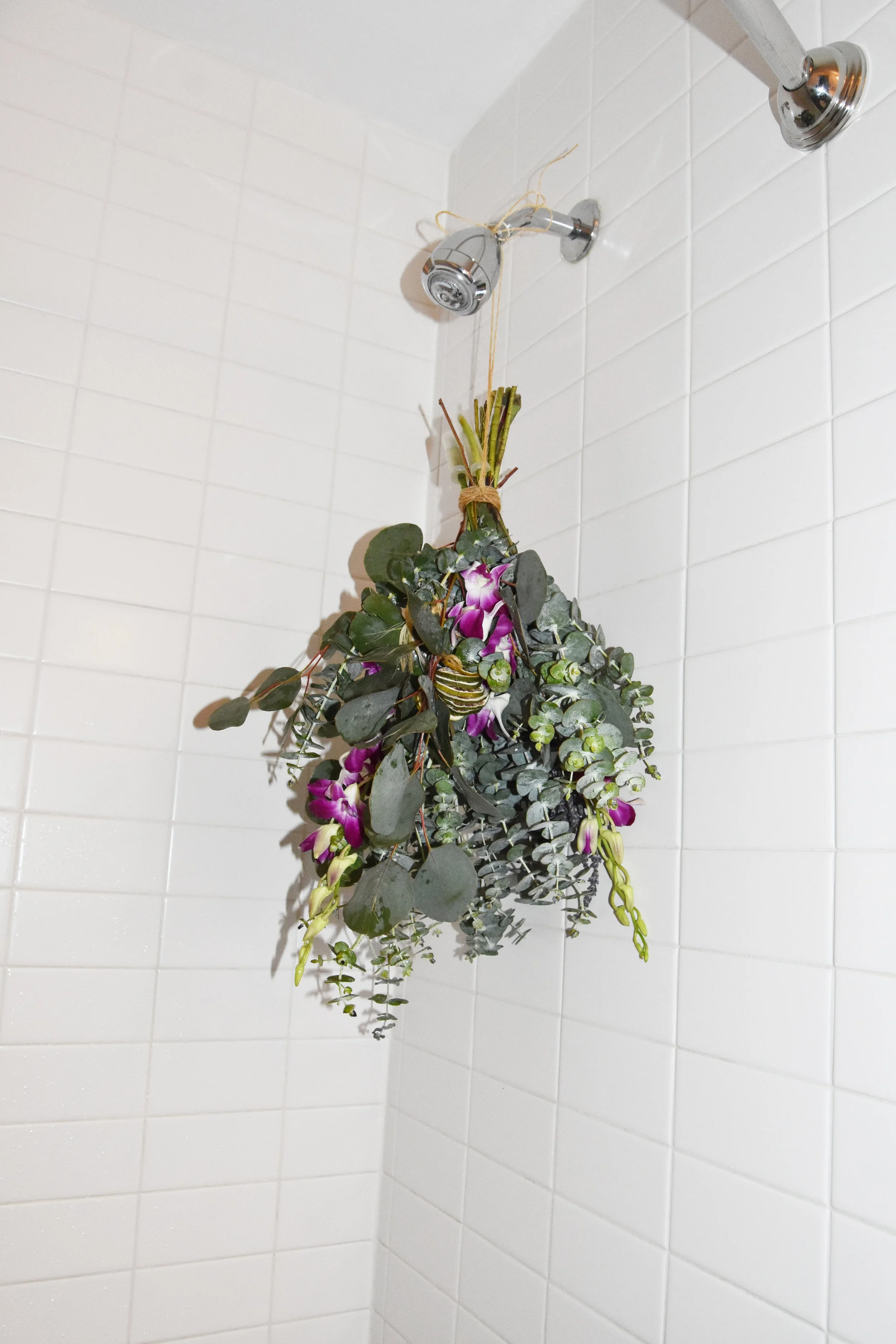 orchid.jpg