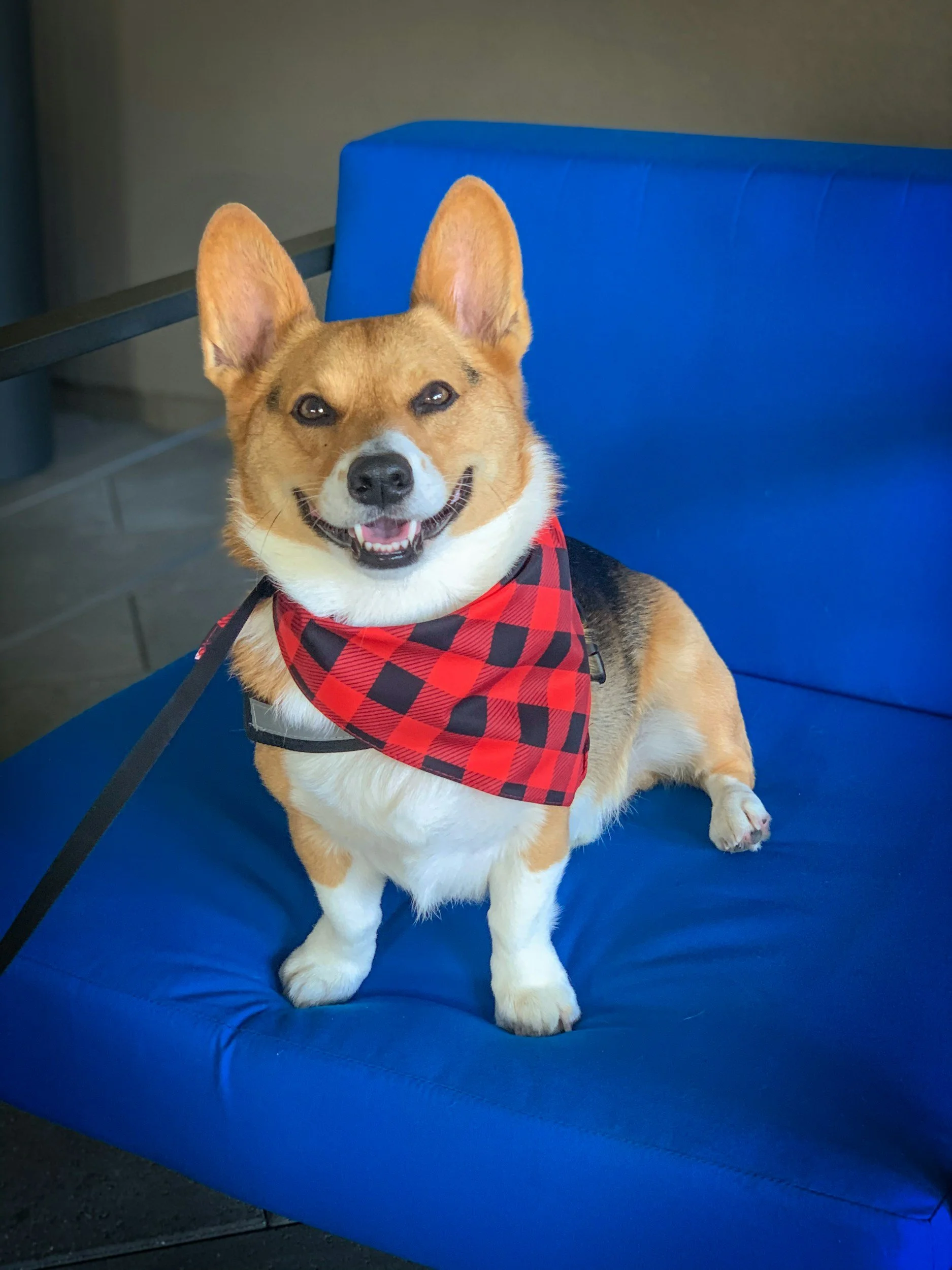 Make A Silk Painted Bandana, Human or Pet