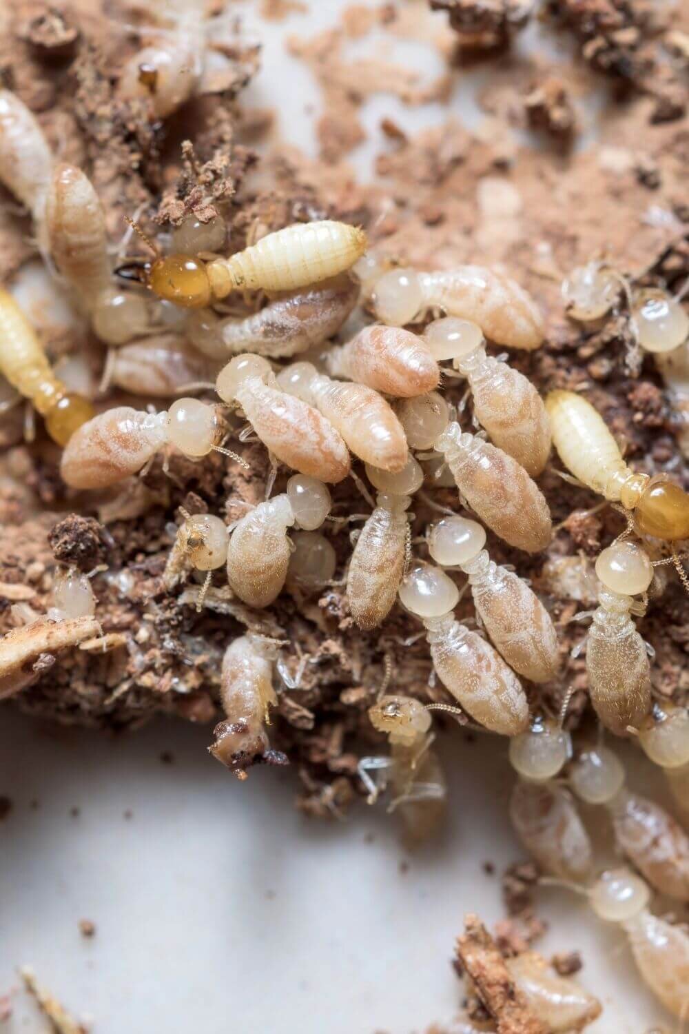 albany creek termite treatment