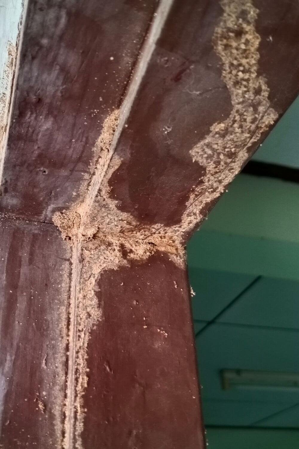 albany creek termite damage