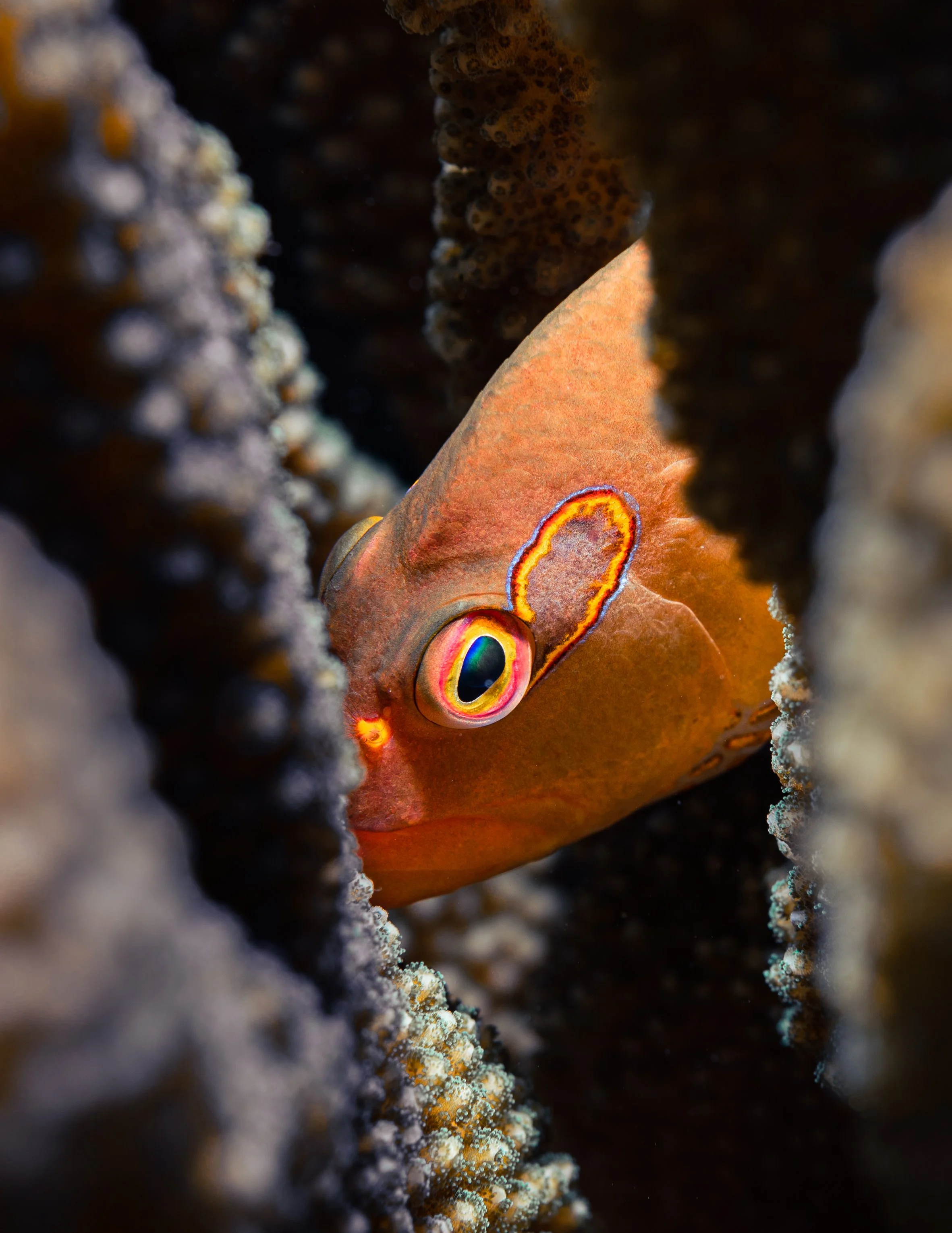 Hawkfish Peekaboo 8.5x11.jpg