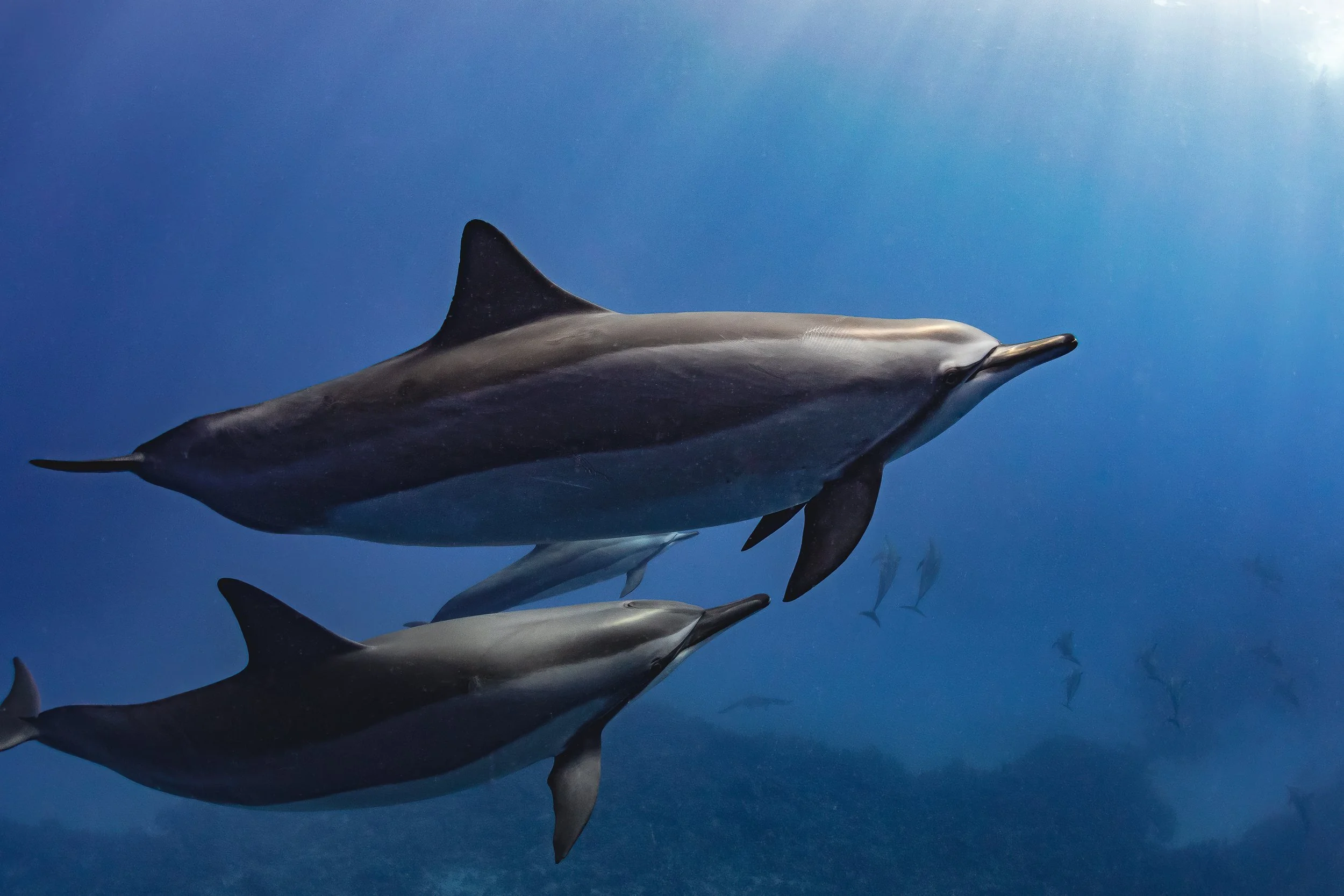 Morning Swim 2x3.jpg