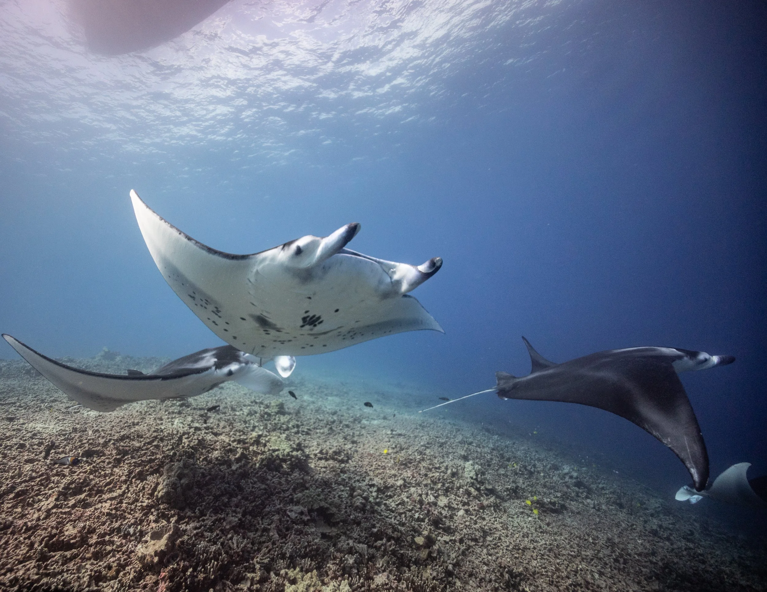 Day Keauhou Mantas 8.5x11%22.jpg