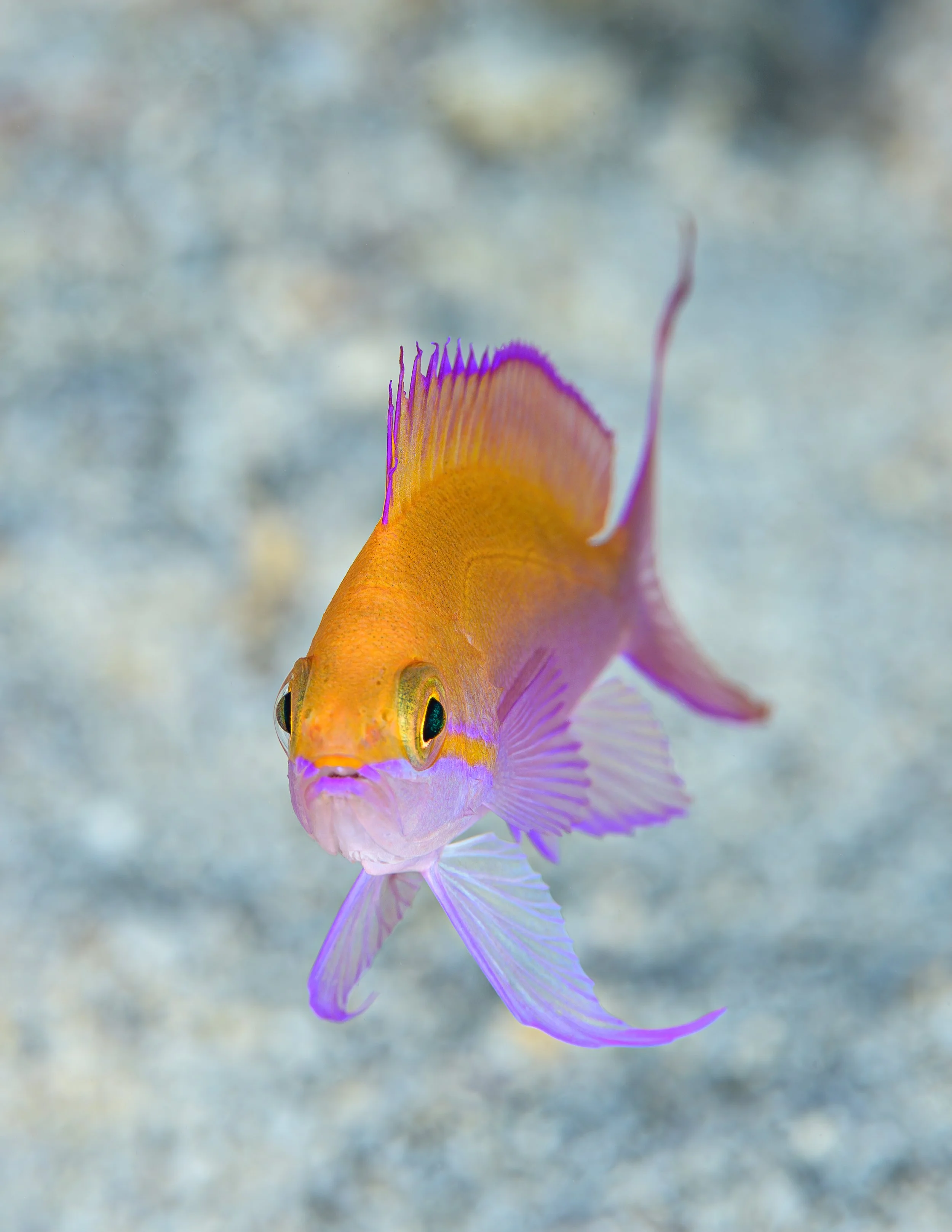 Bicolor Anthias.jpg