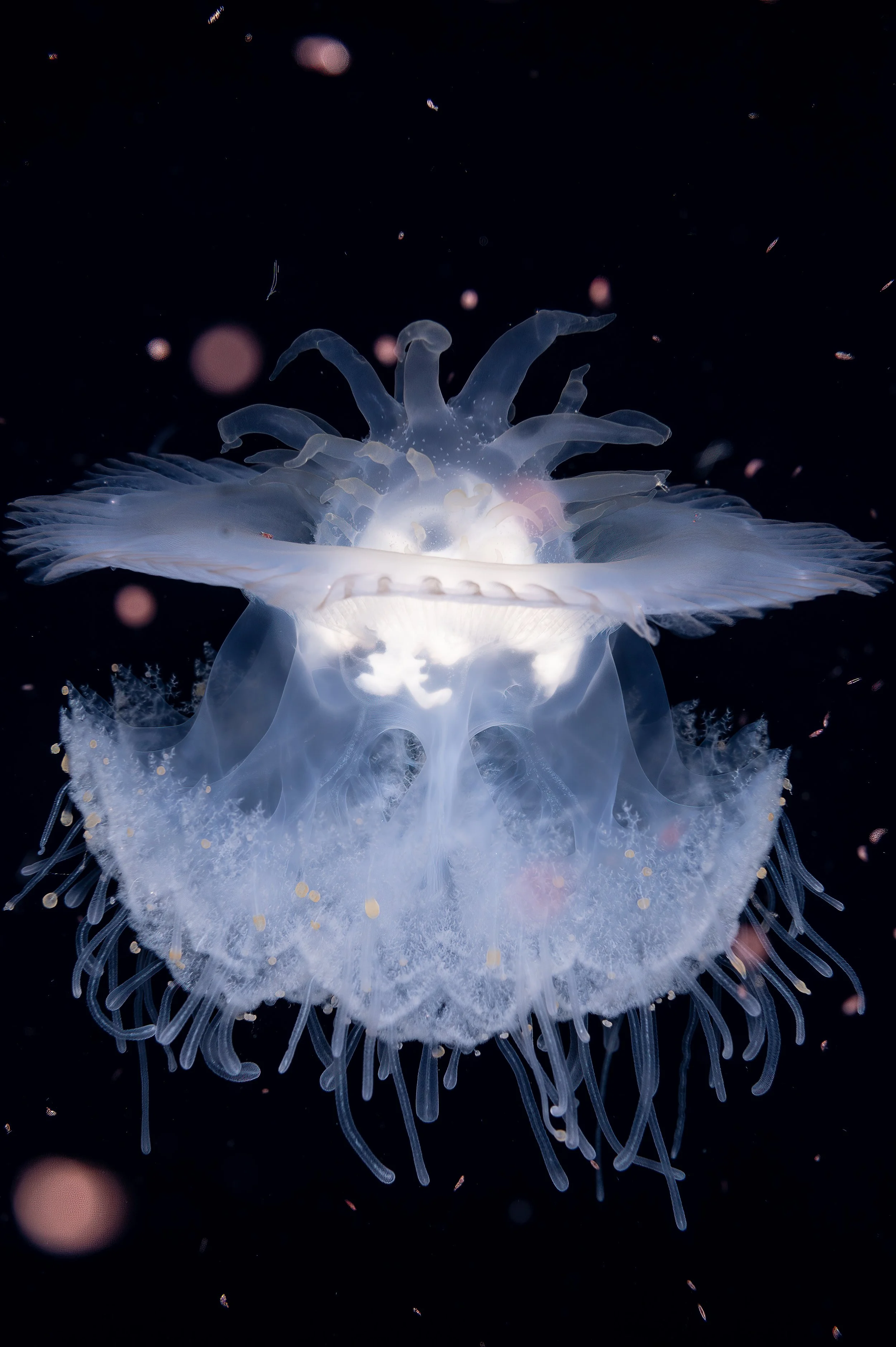 Crown Jelly No Watermark.jpg