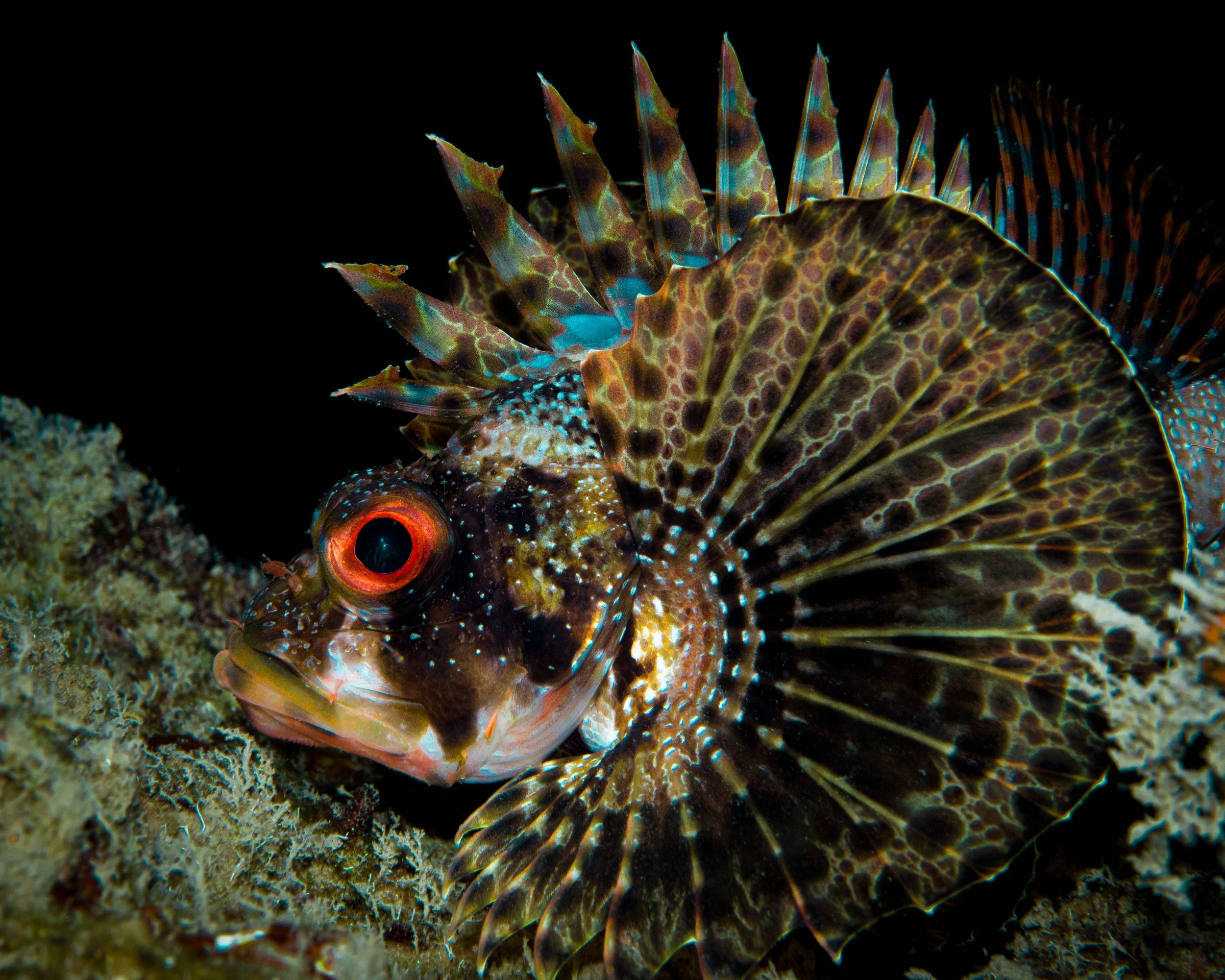 Lionfish.jpg