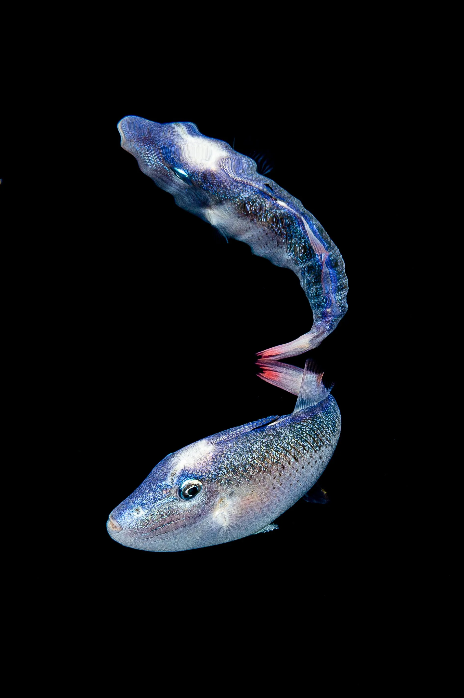 Trigger Reflections.jpg