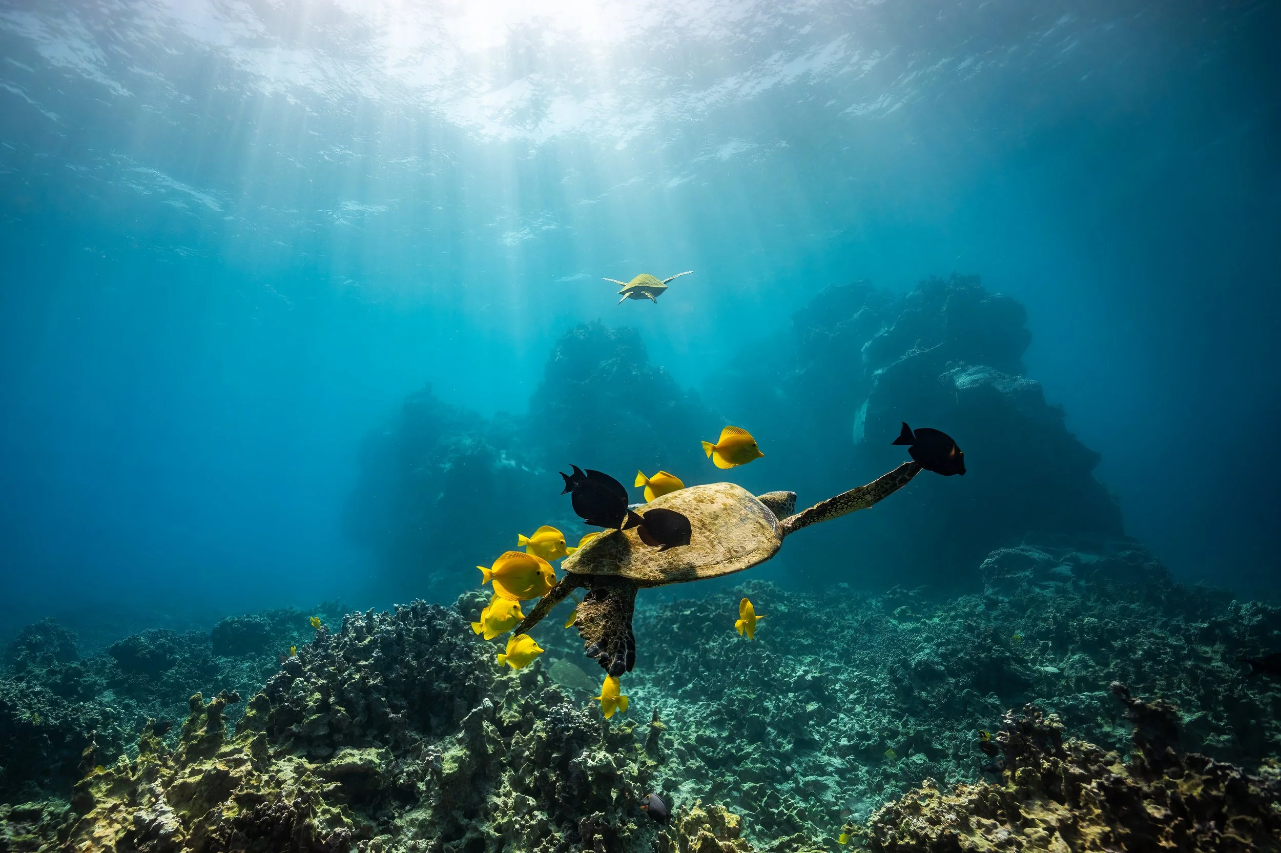 Turtle Puako Vibrant 2x3.jpg