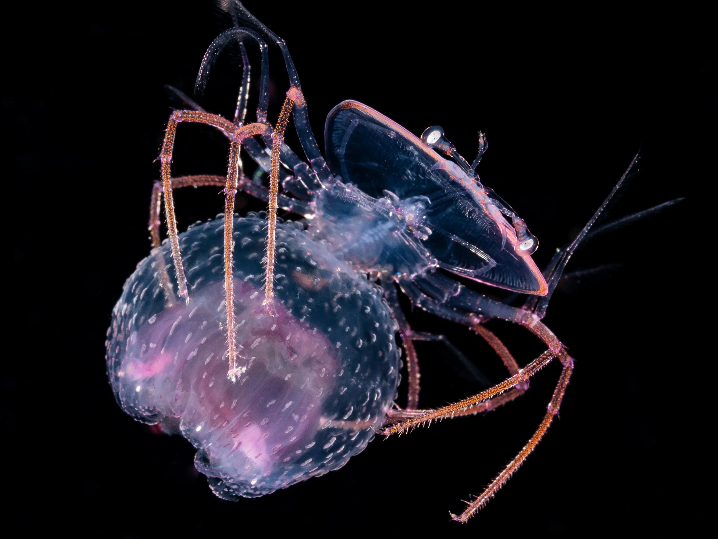 Larval Lobster Jelly.jpg