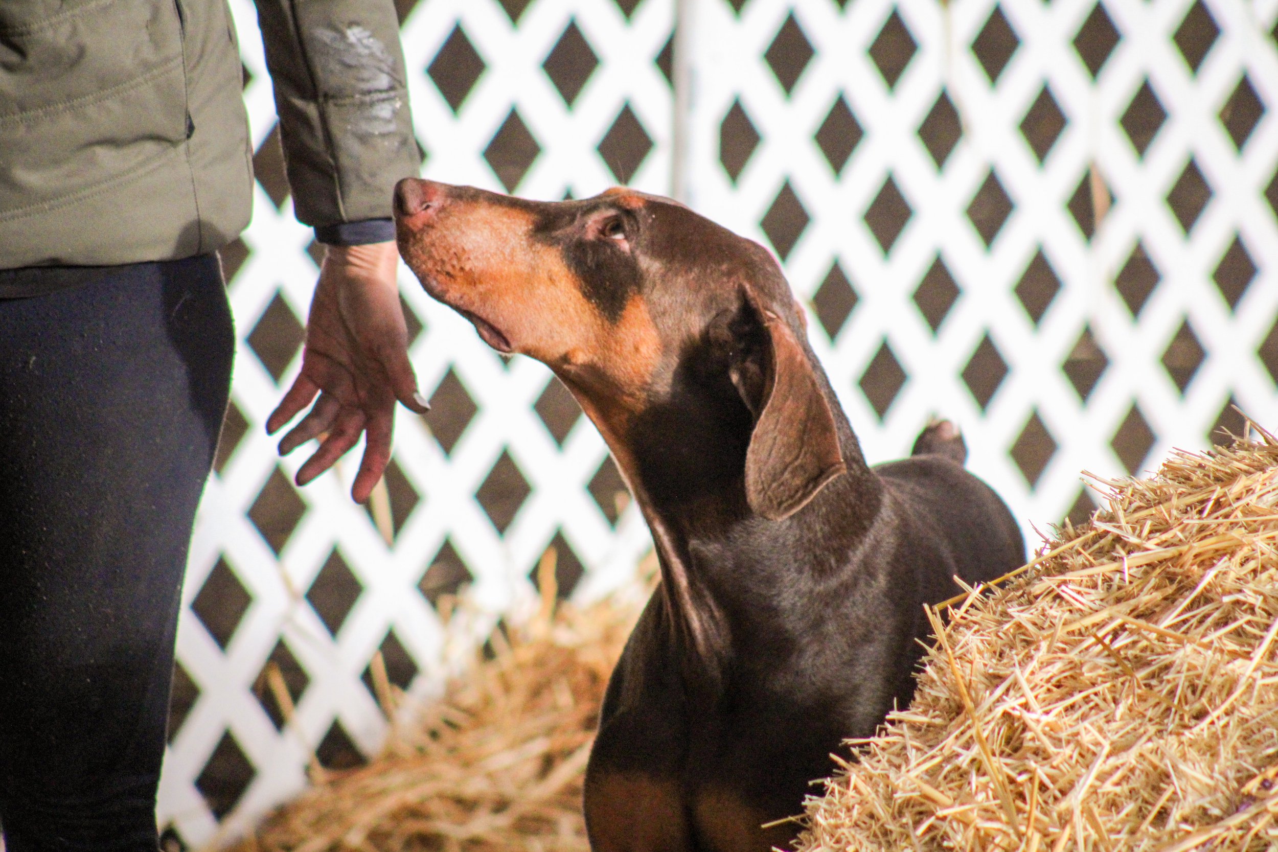 Washington Dog Law: FAQs