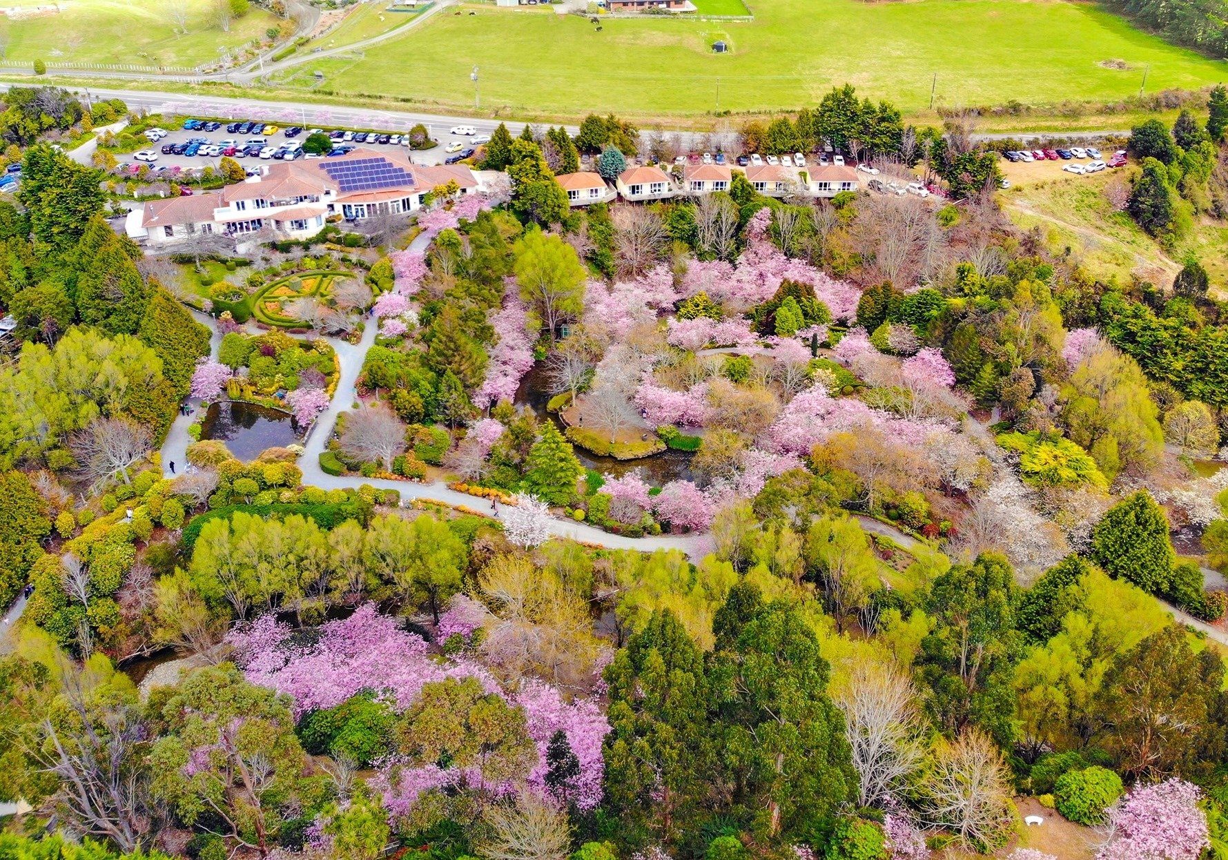 Blossom Valley
