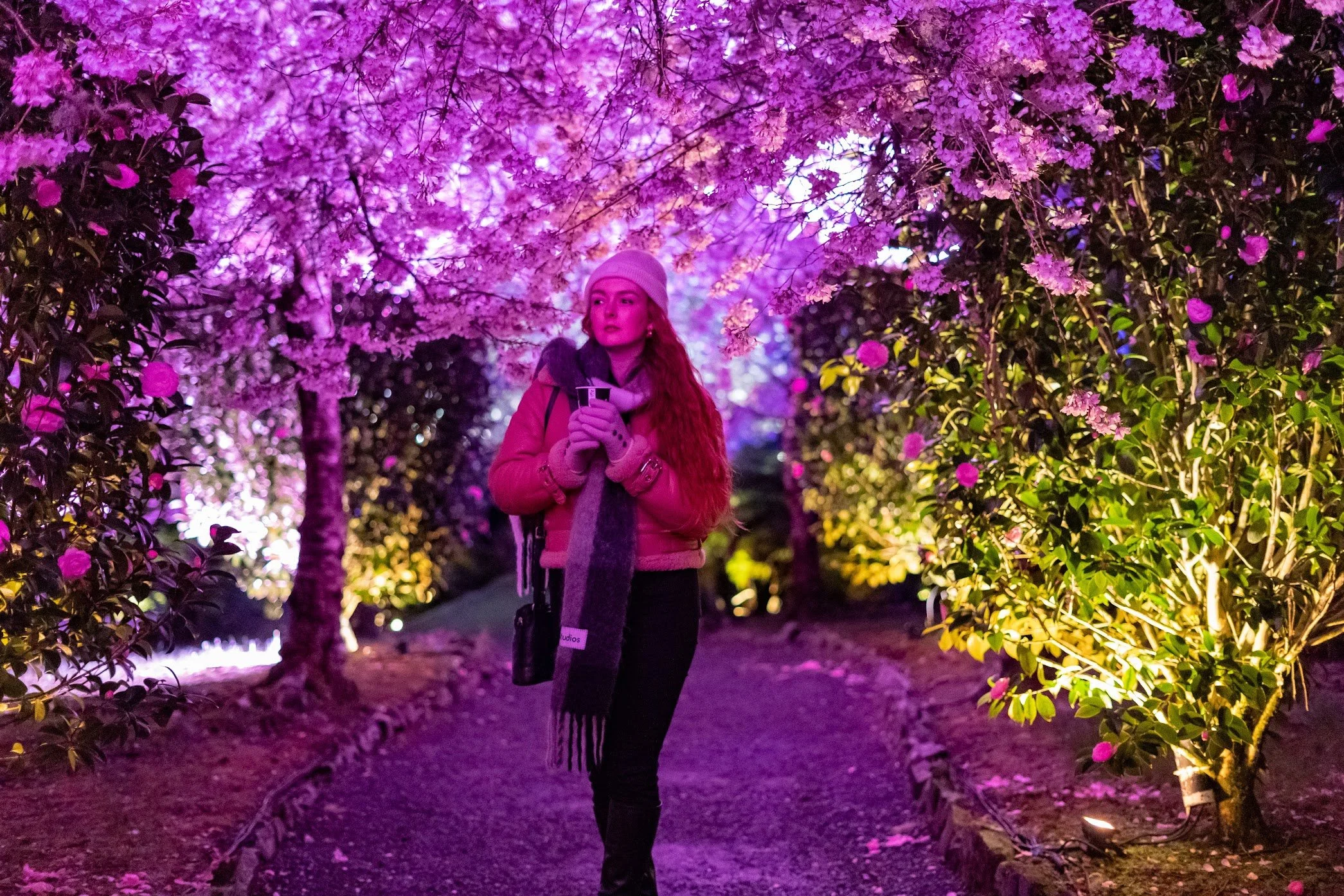 Blossom Valley After Dark — Blossom Valley