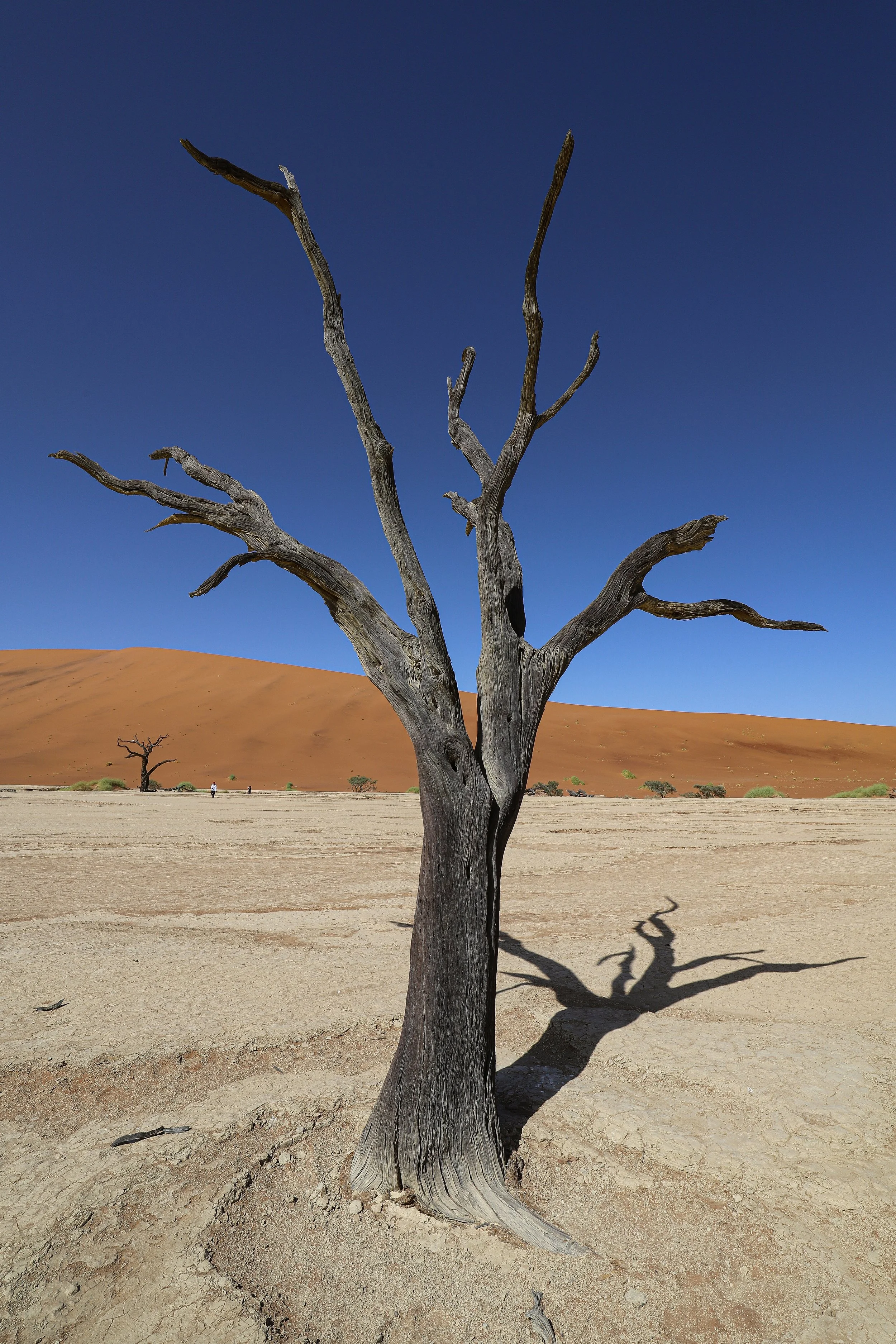 Deadvlei, Namib-Naukluft National Park, Namibia