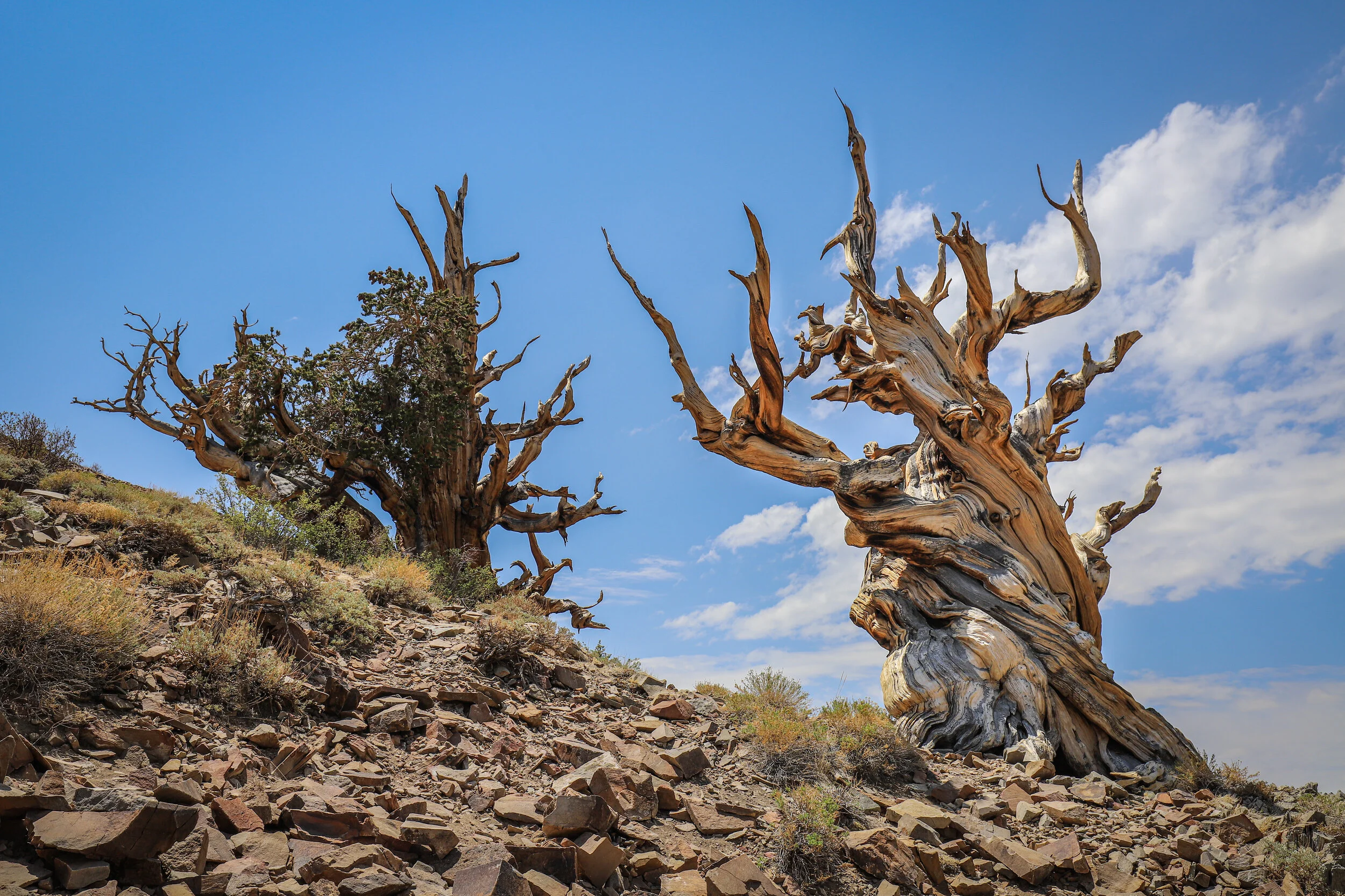 Ancient Bristlecone Pine Forest, California