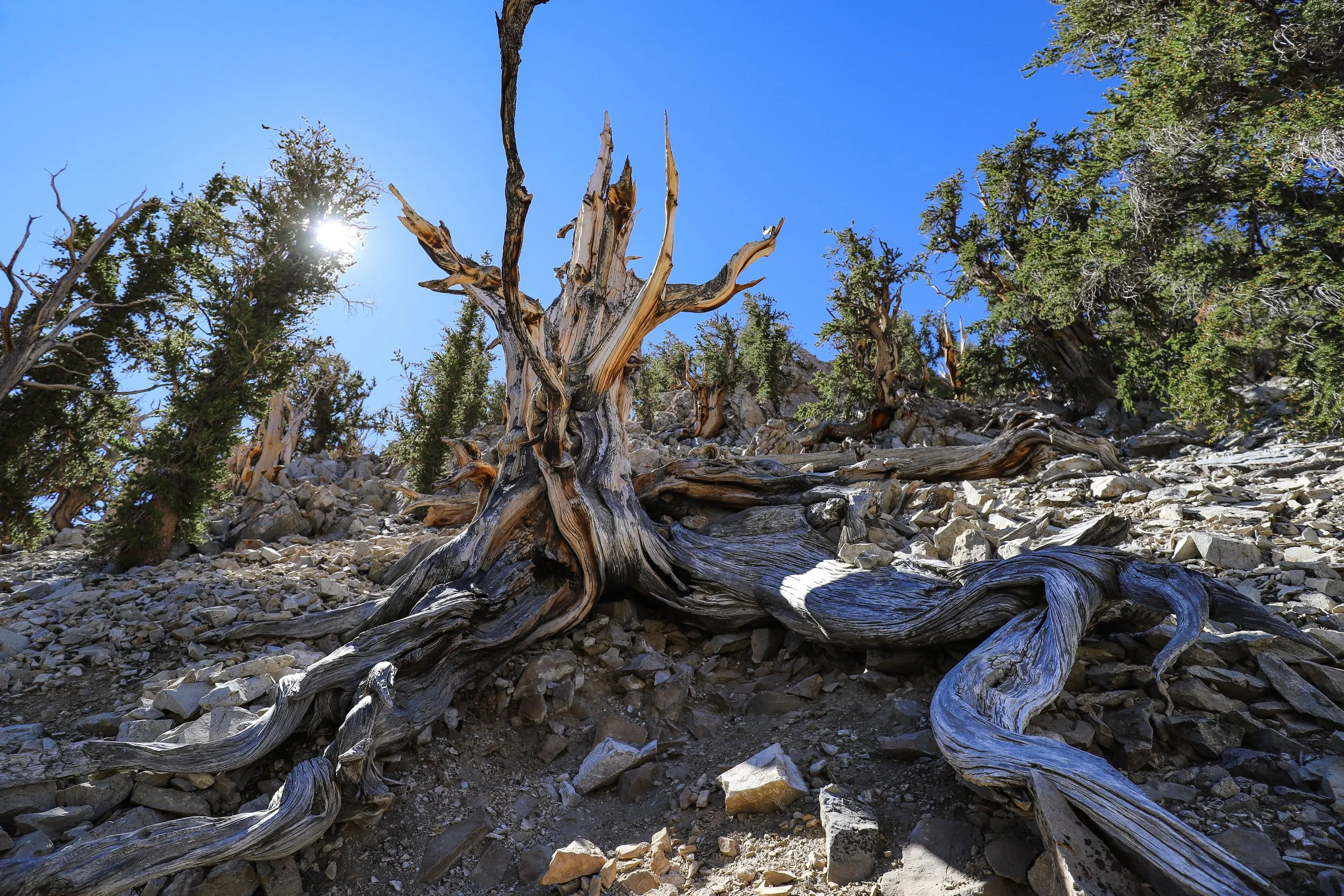 Ancient Bristlecone Pine Forest, California